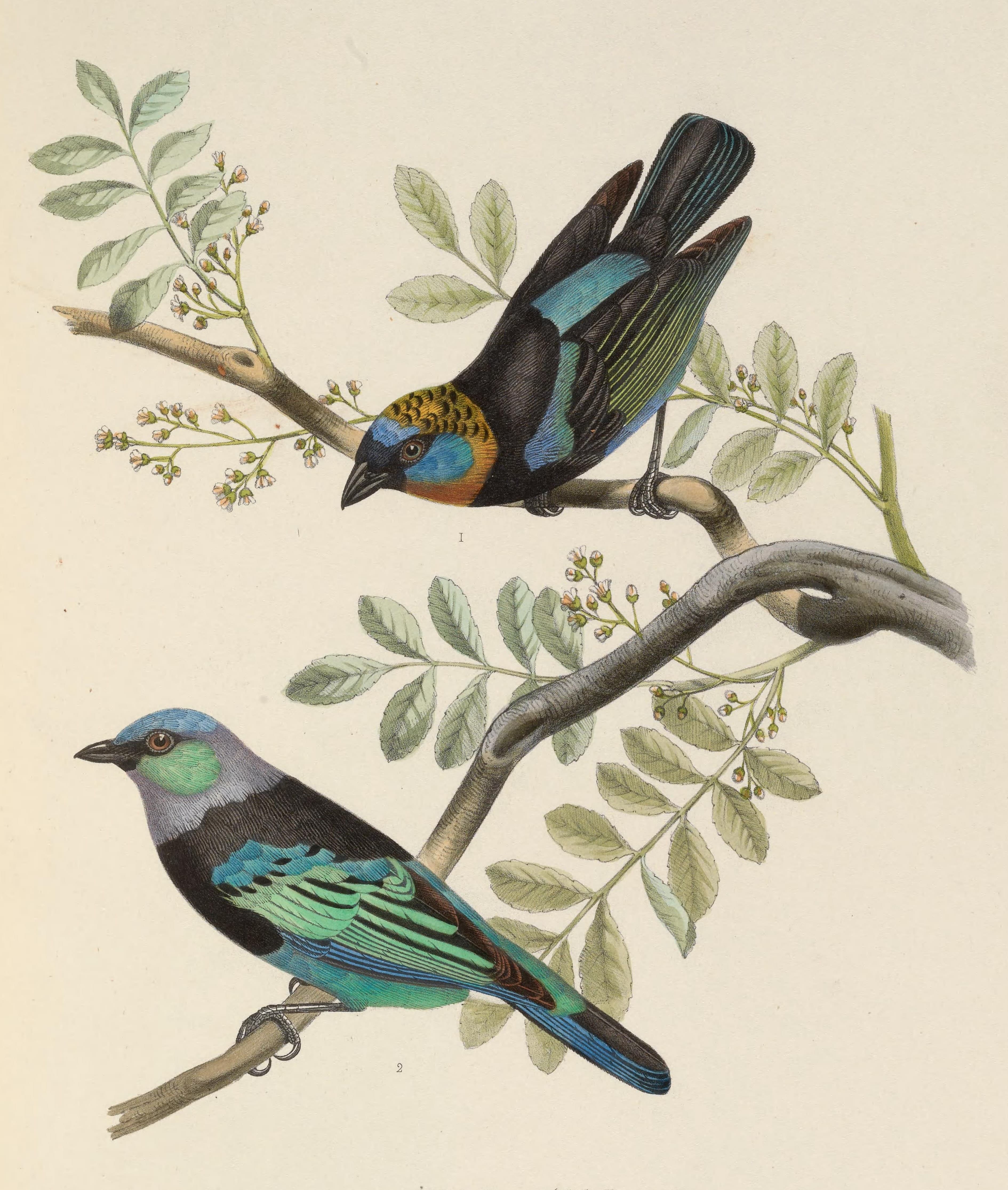 Golden-hooded Tanager