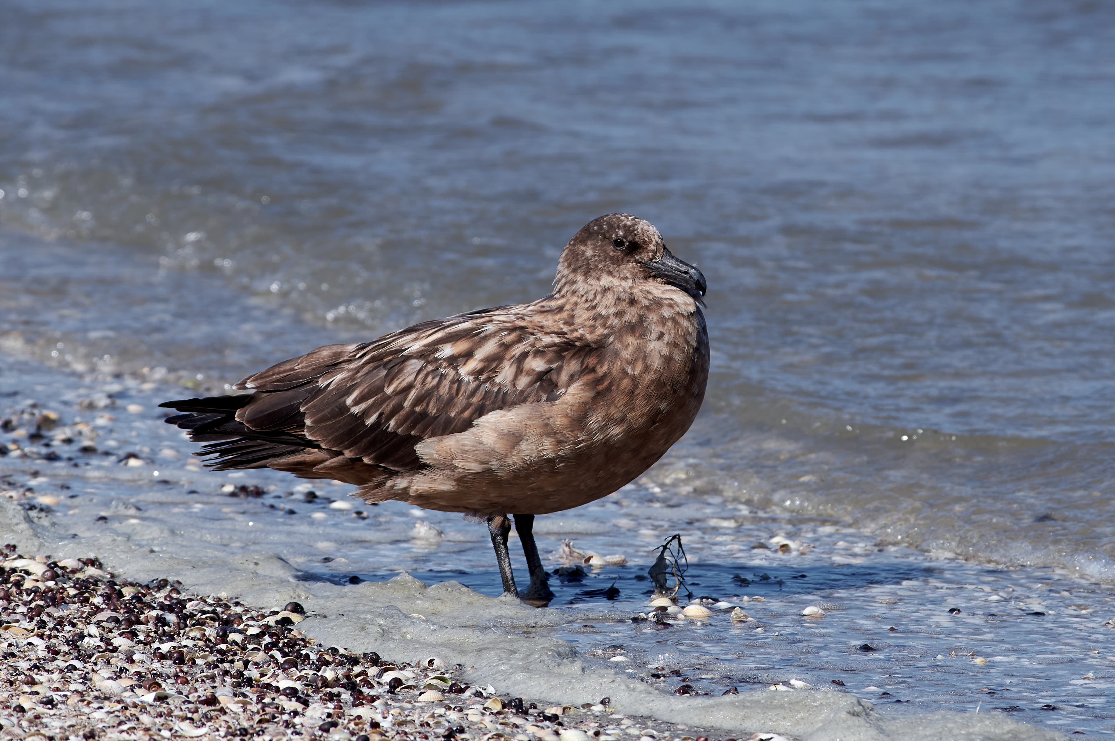 Great Skua