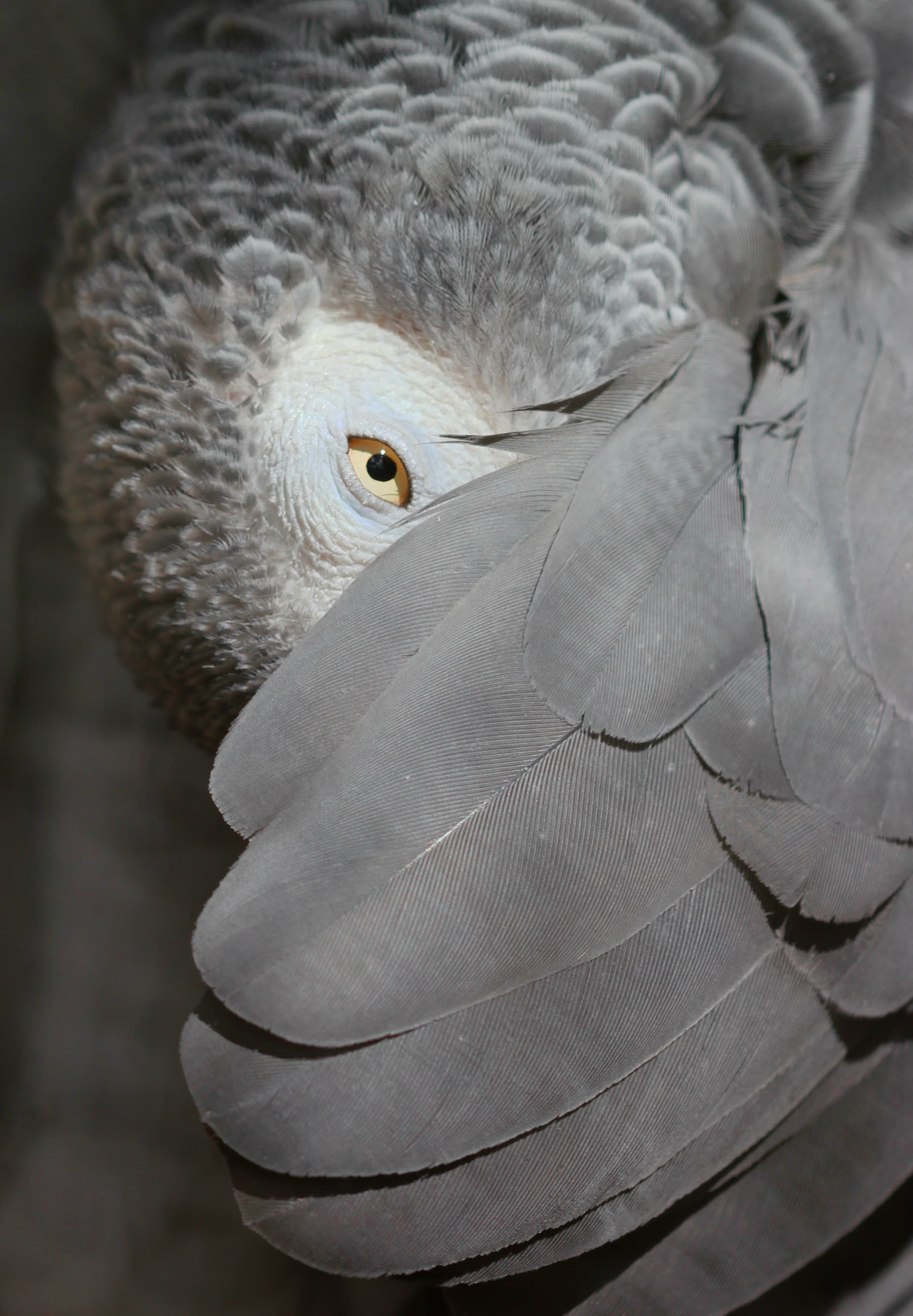 African Grey Parrot