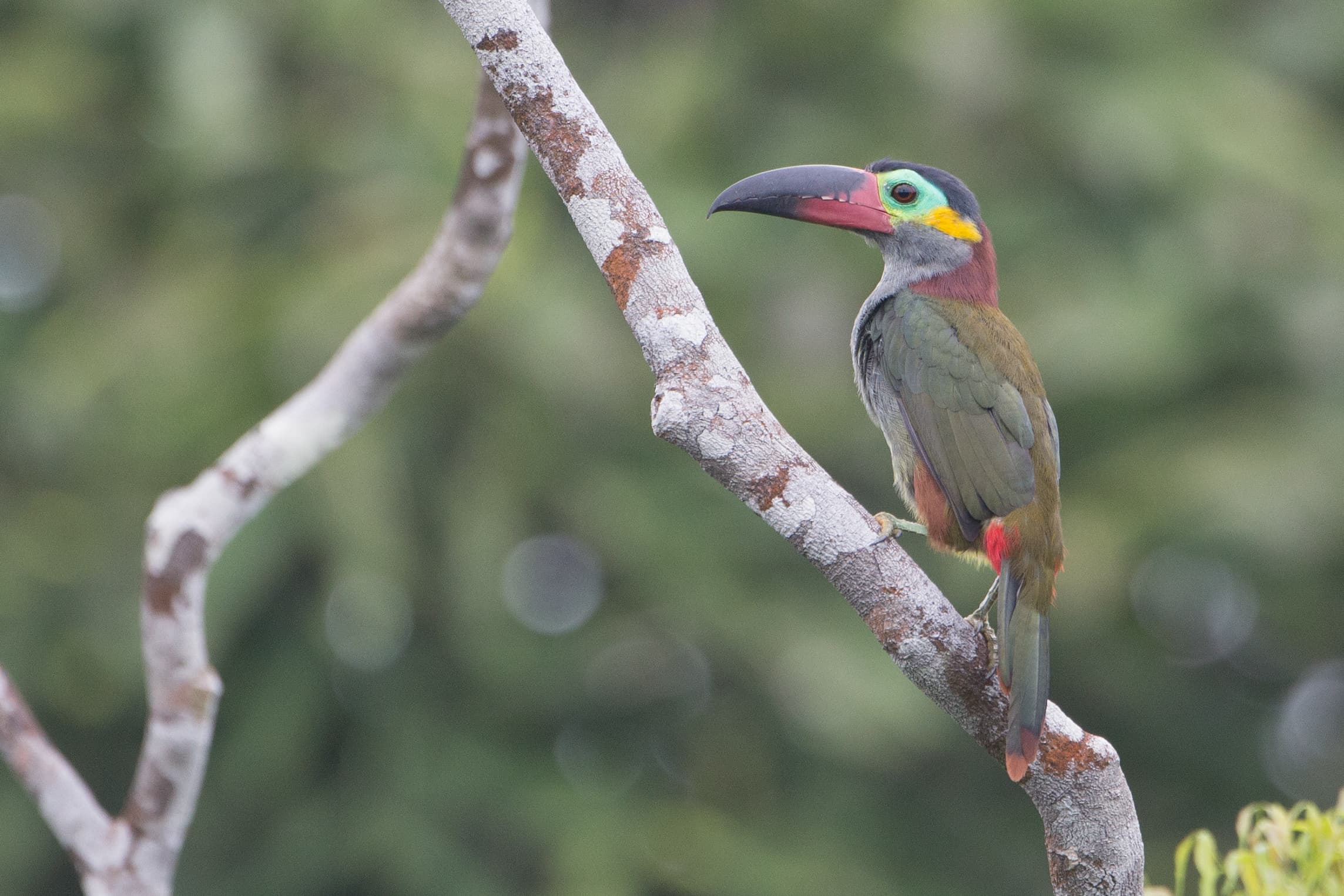 Guianan Toucanet