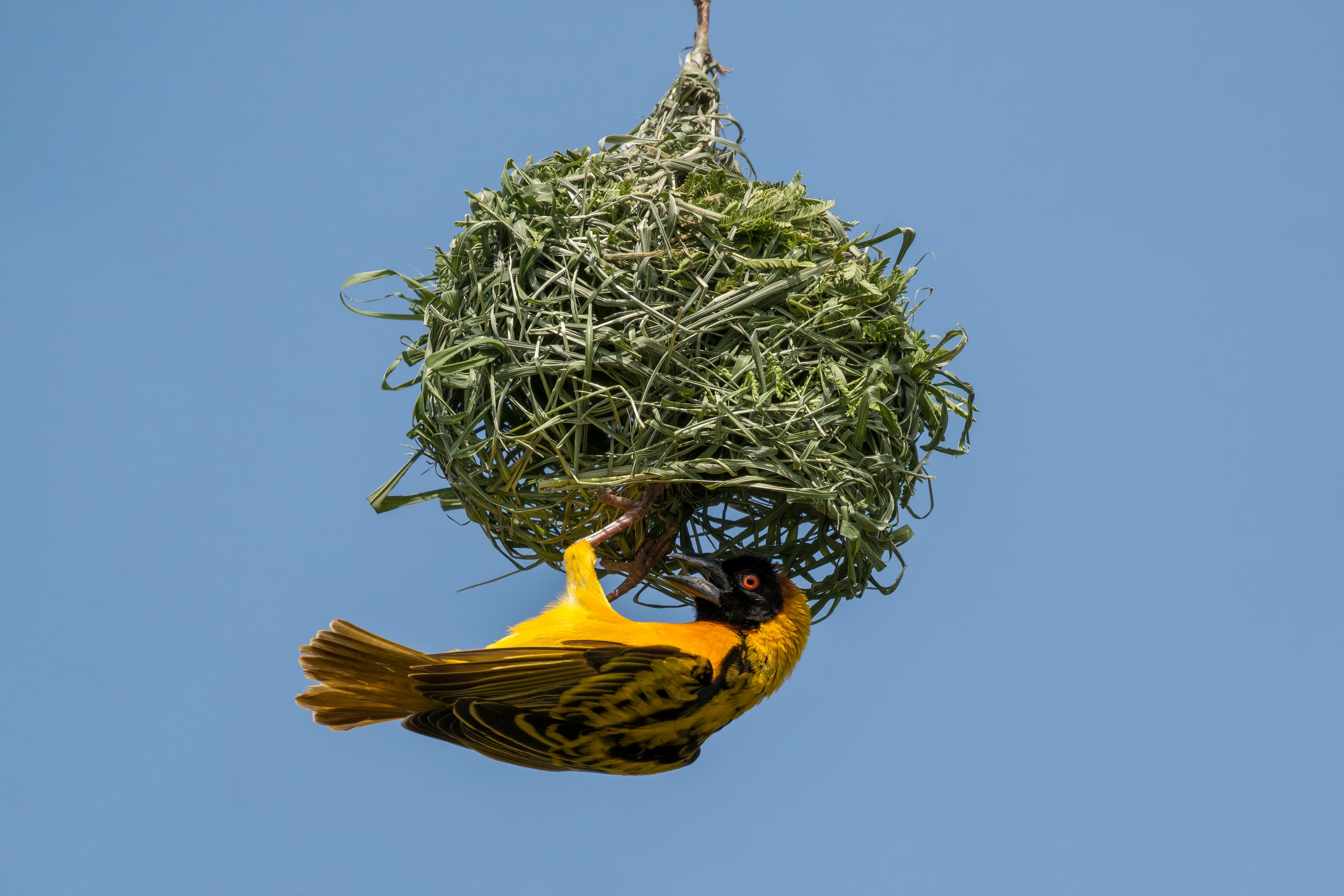 Village Weaver