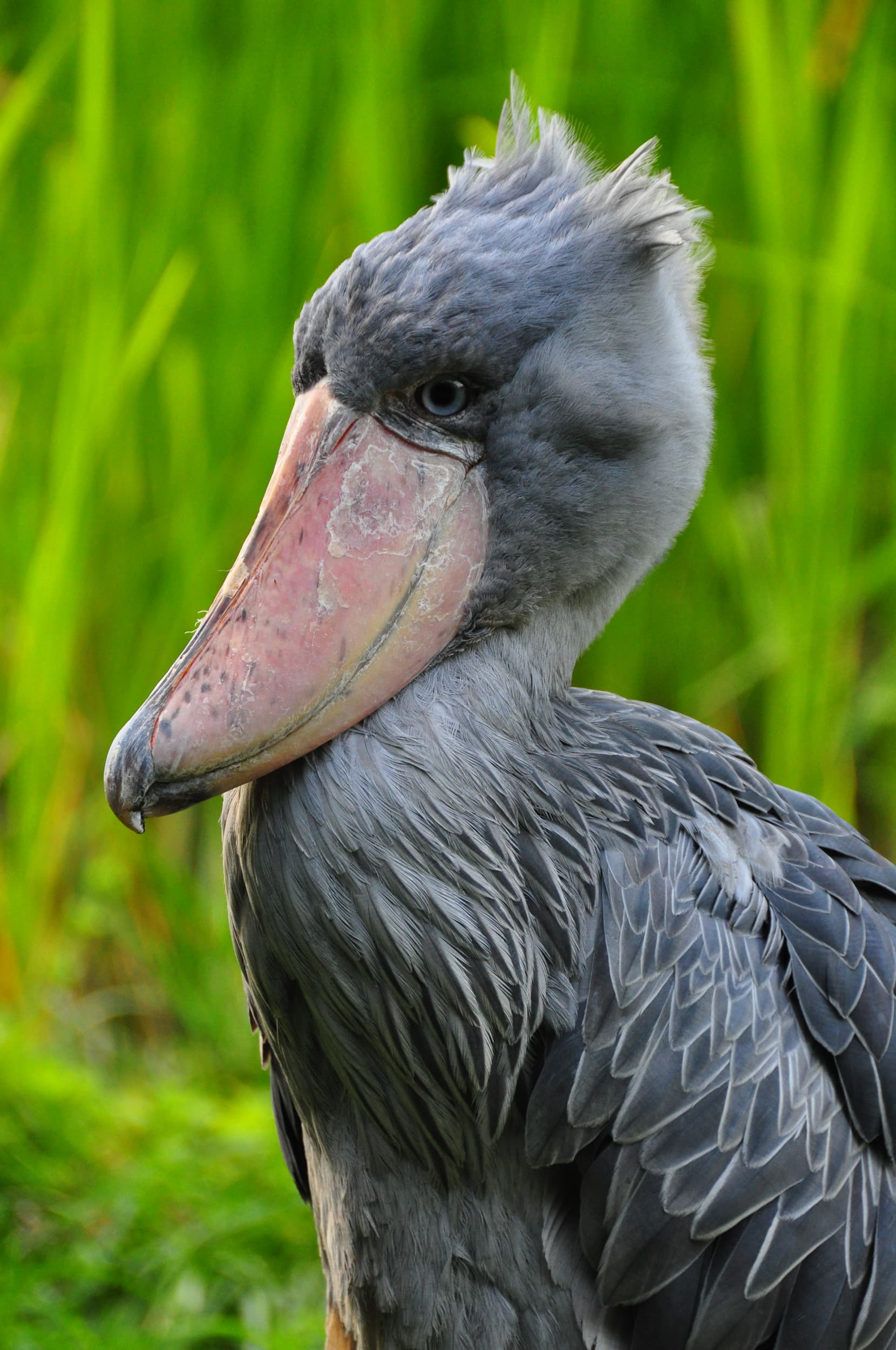 Shoebill