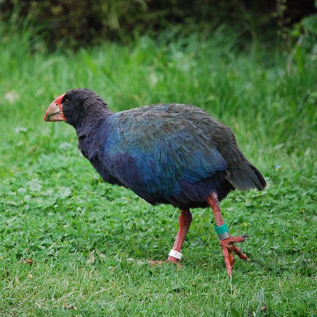 Takahe