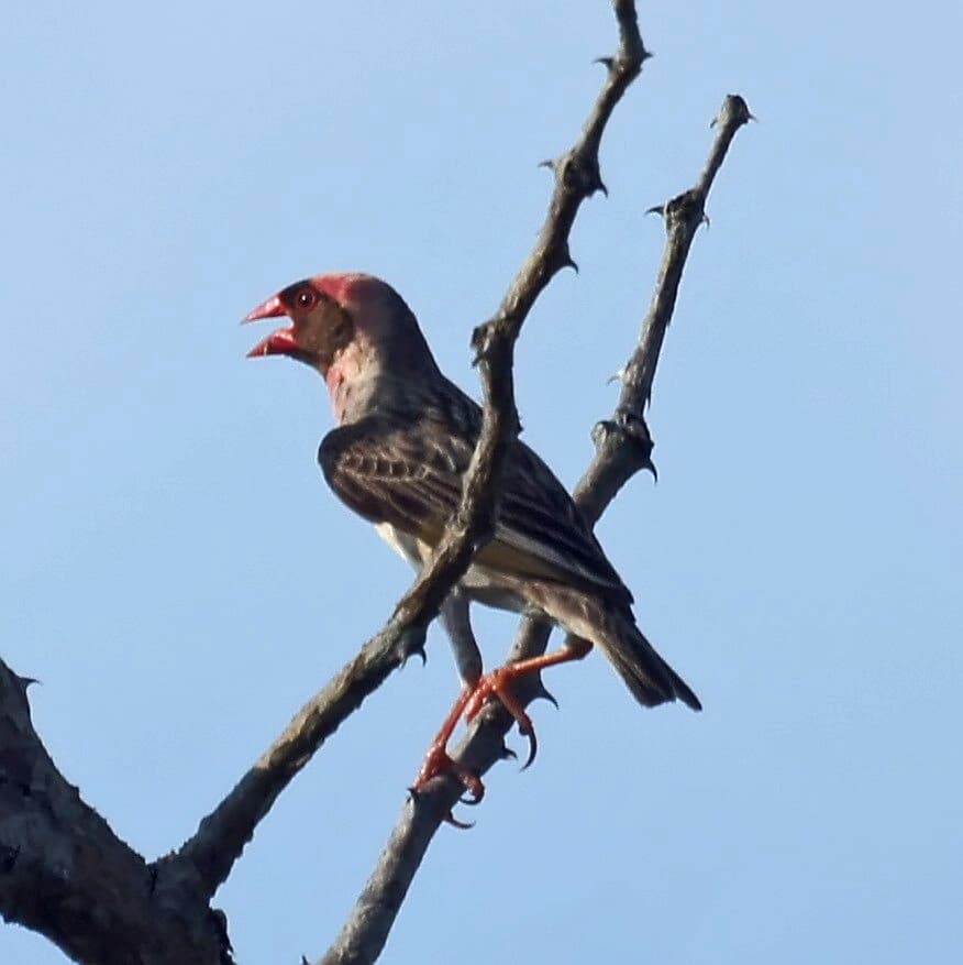 Red-billed Quelea