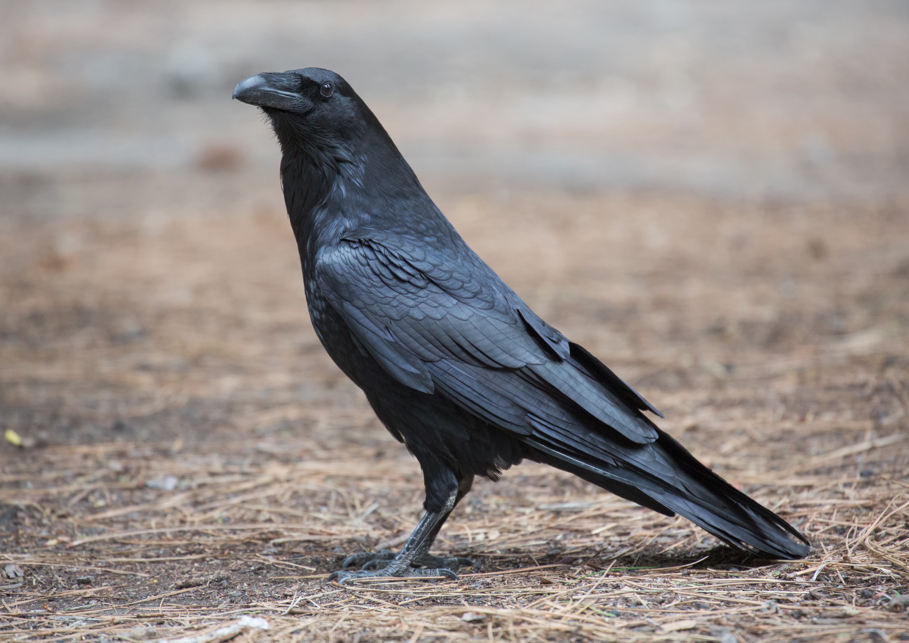 Common Raven
