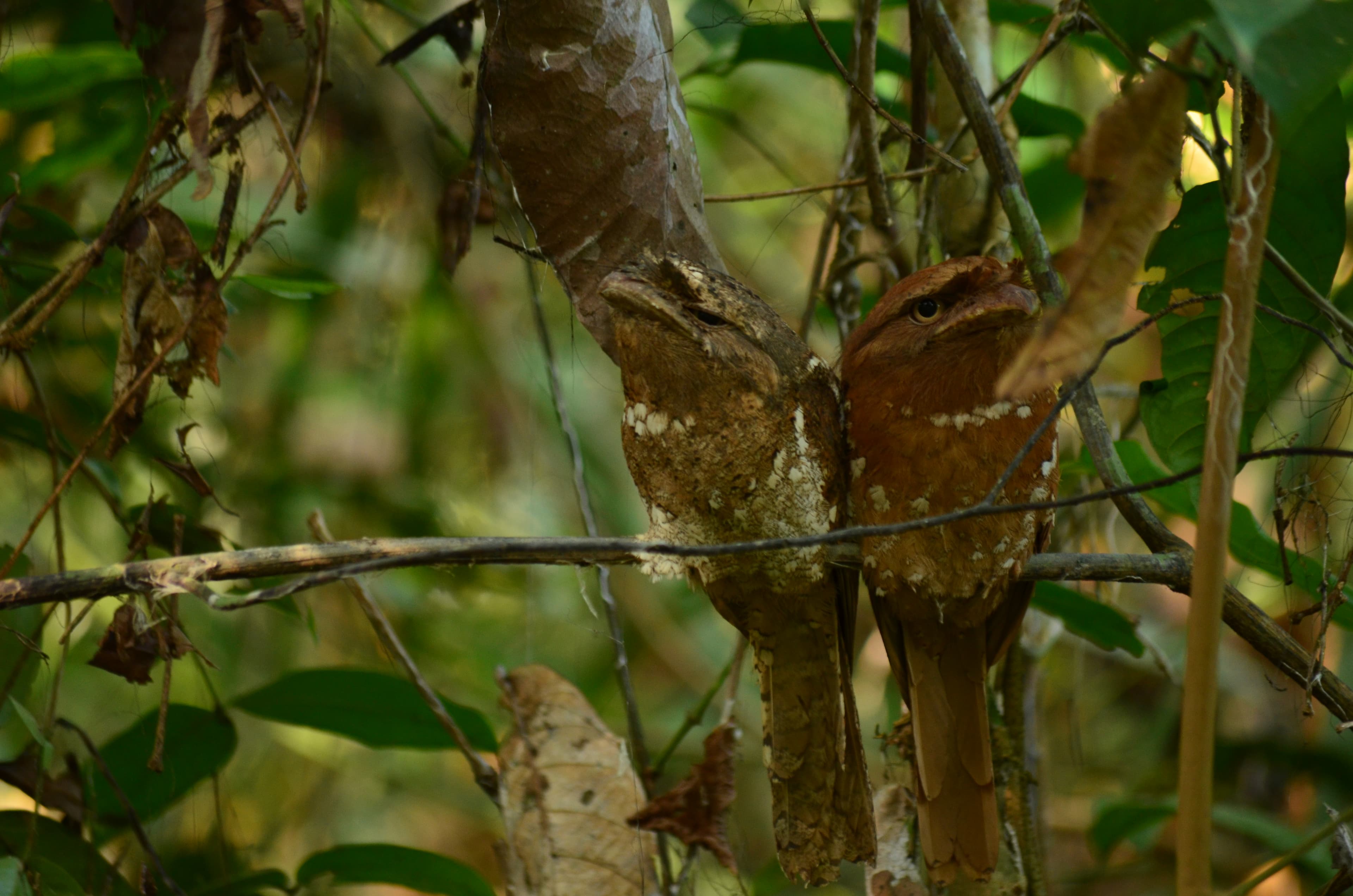 Sri Lanka Frogmouth