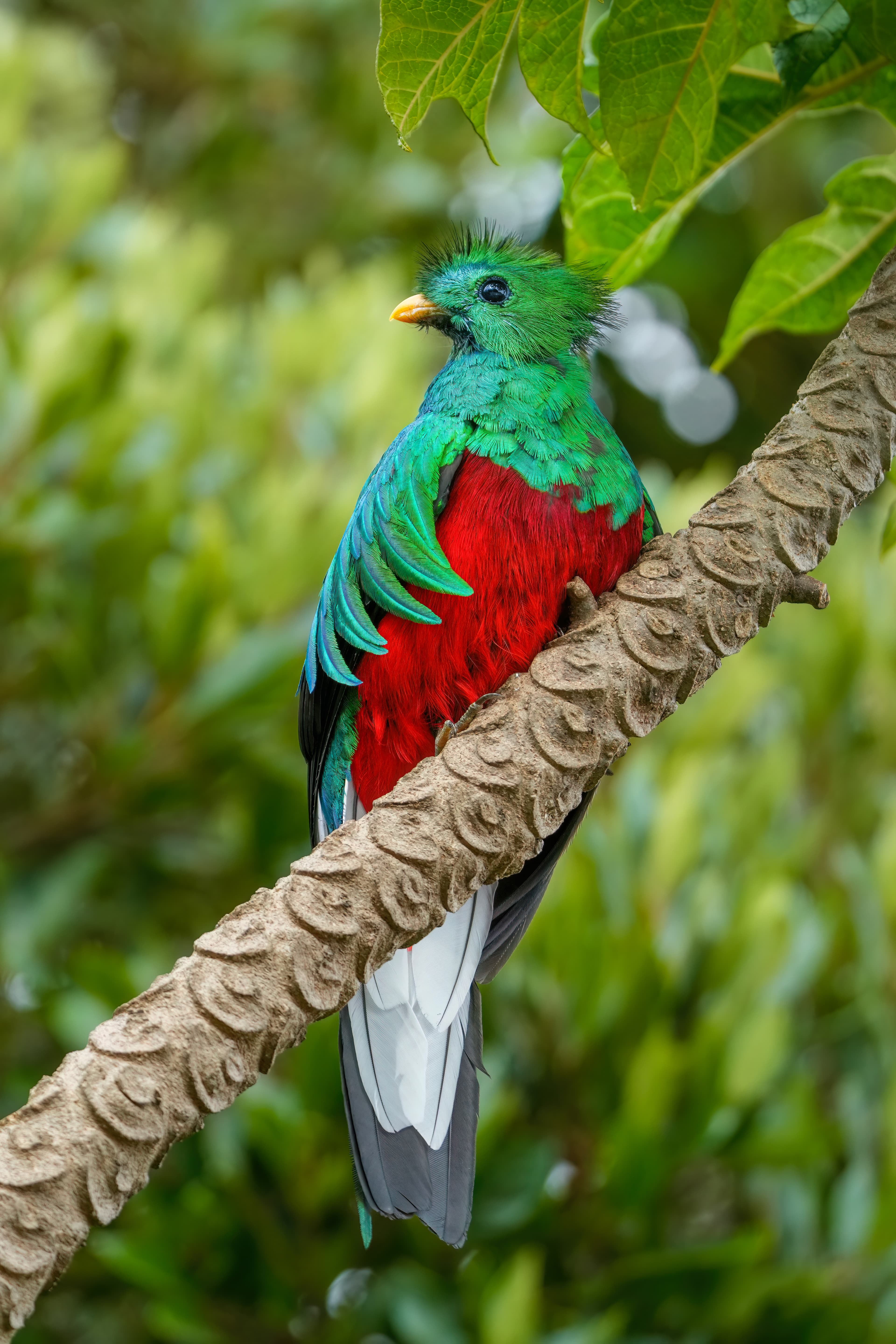 Resplendent Quetzal
