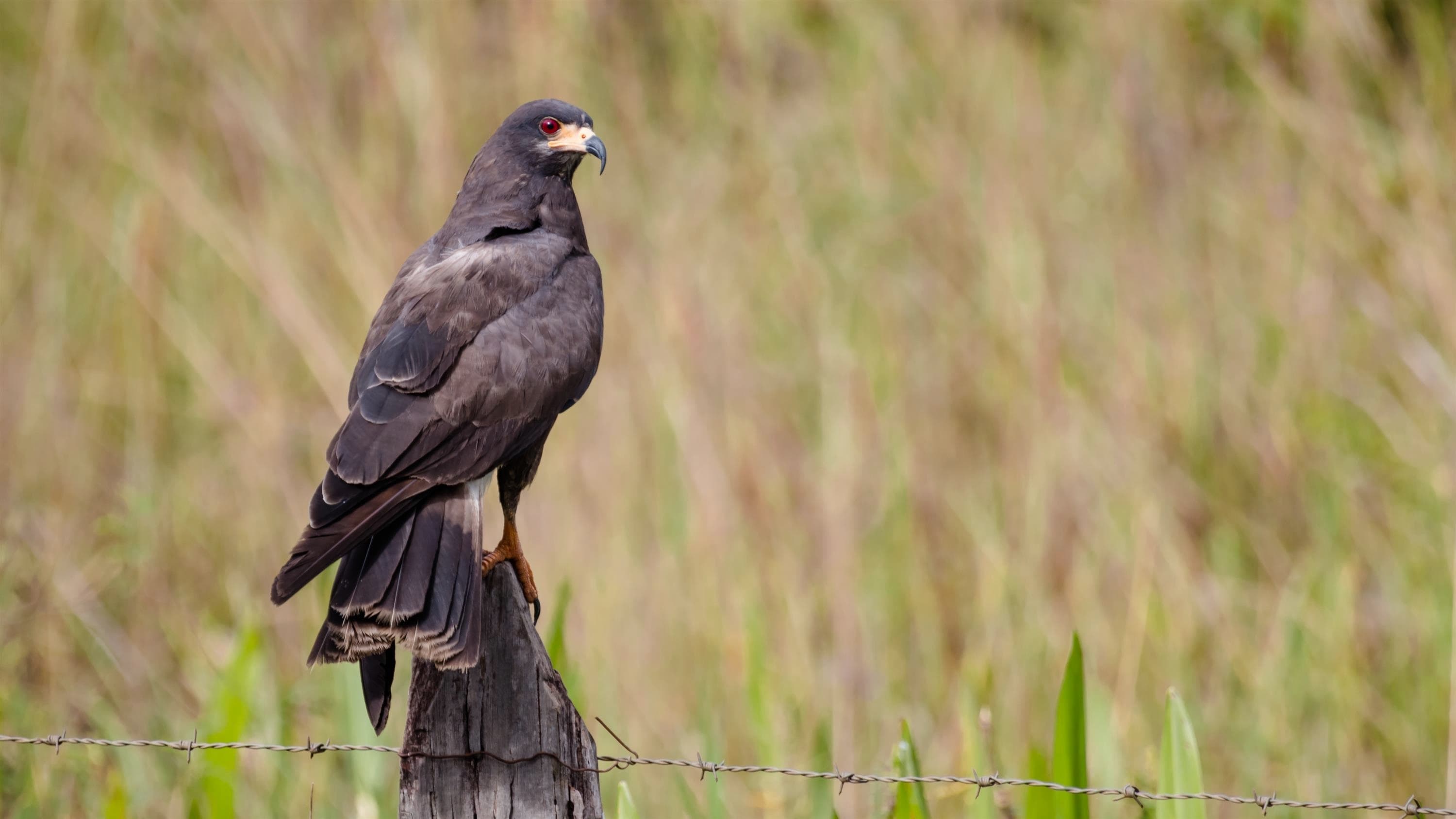 Snail Kite