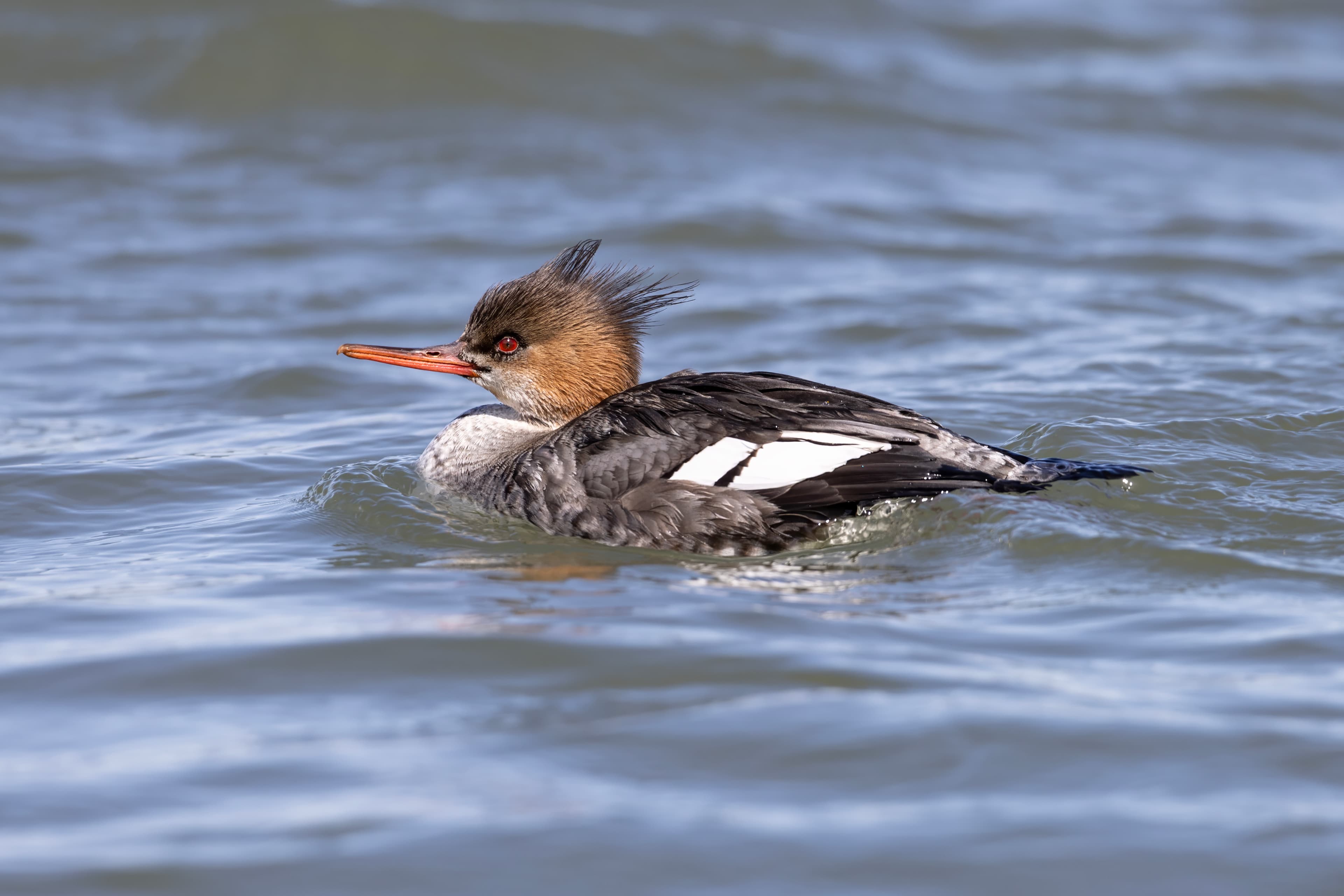 Common Merganser