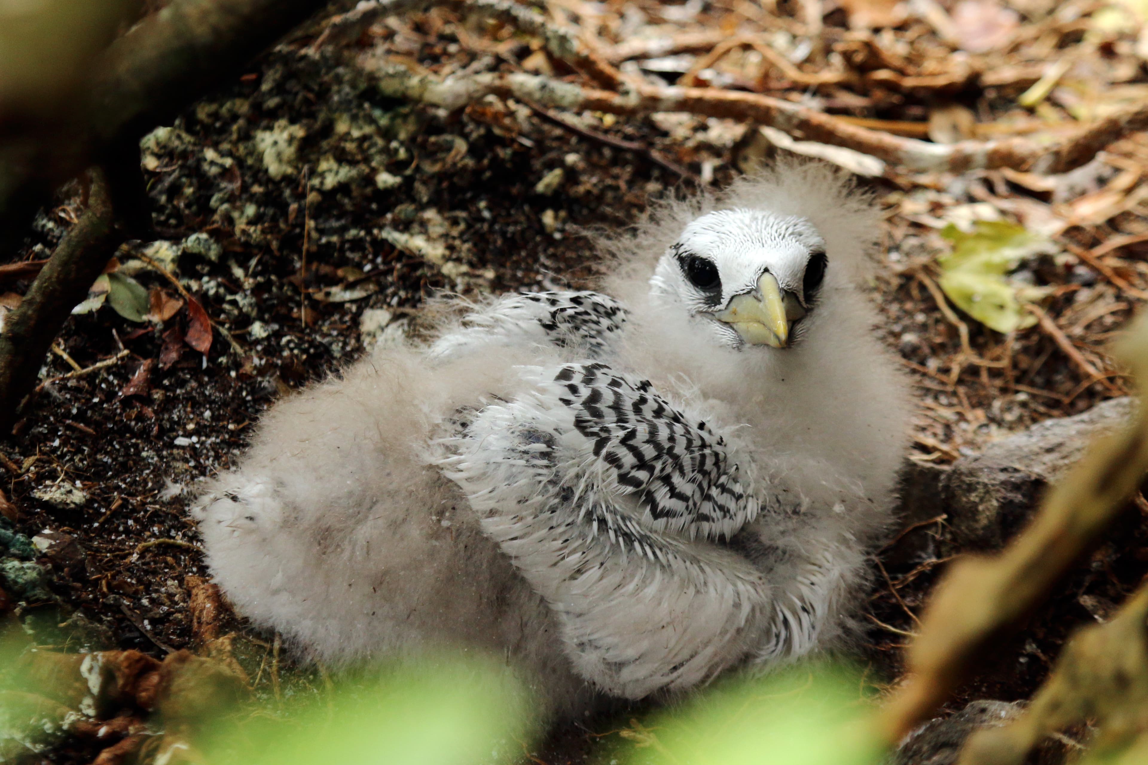Red-billed Tropicbird