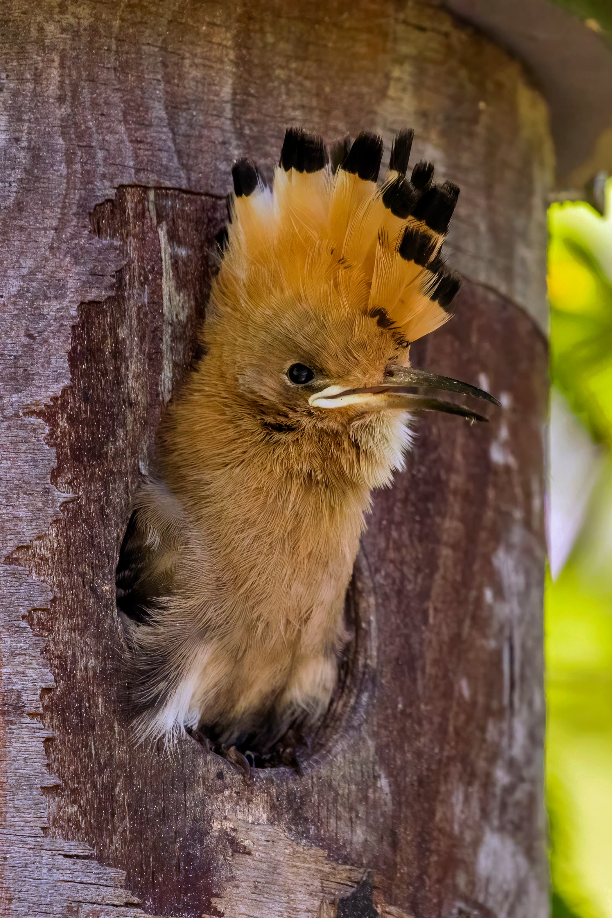 Hoopoe