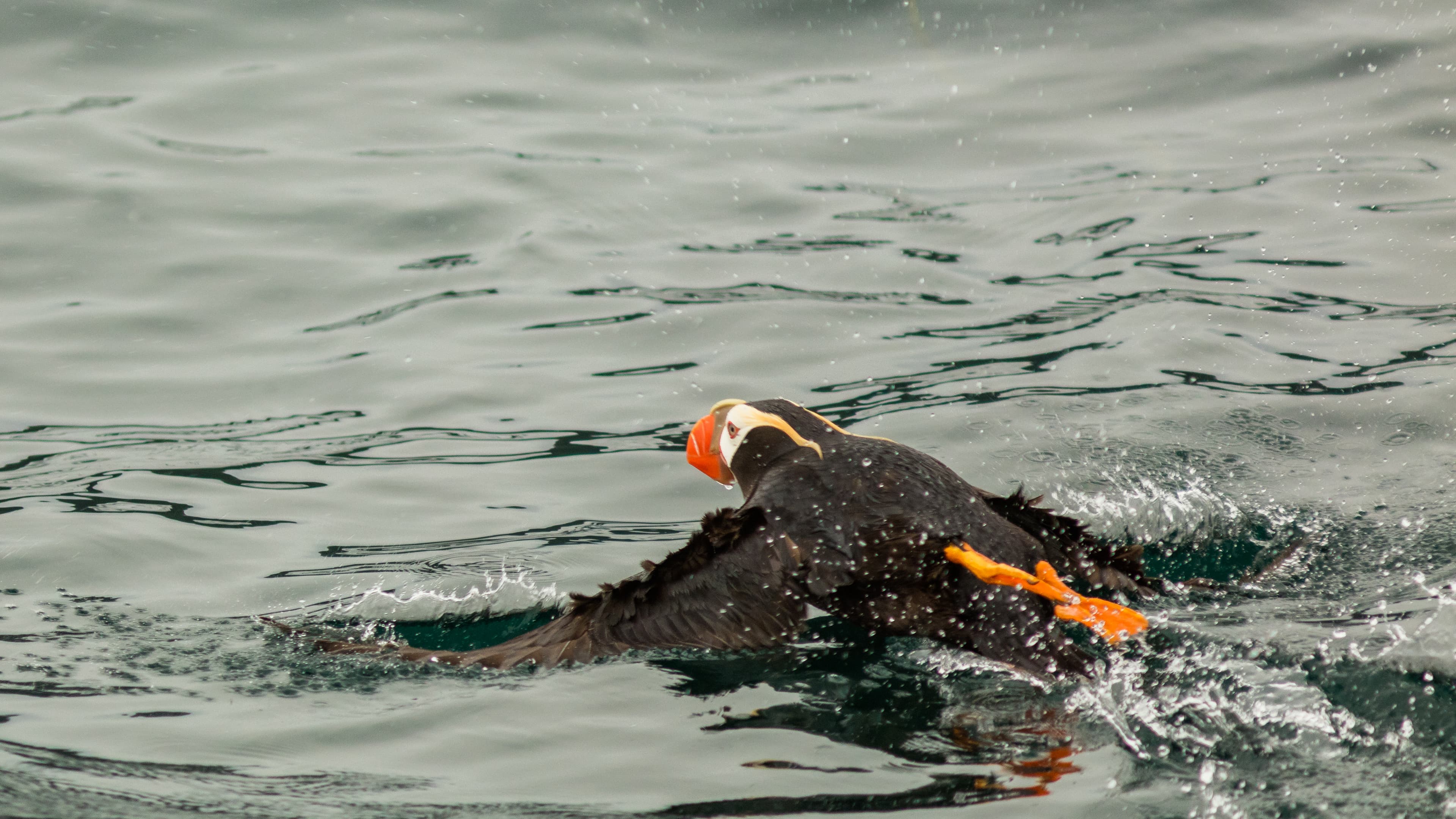 Tufted Puffin