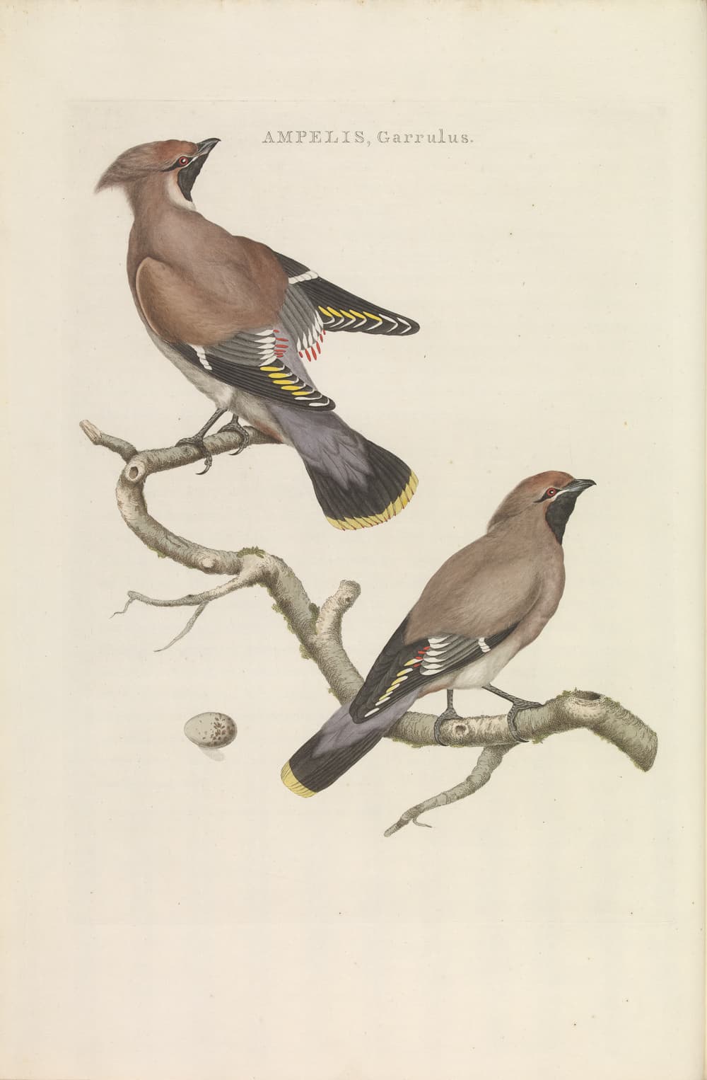 Bohemian Waxwing