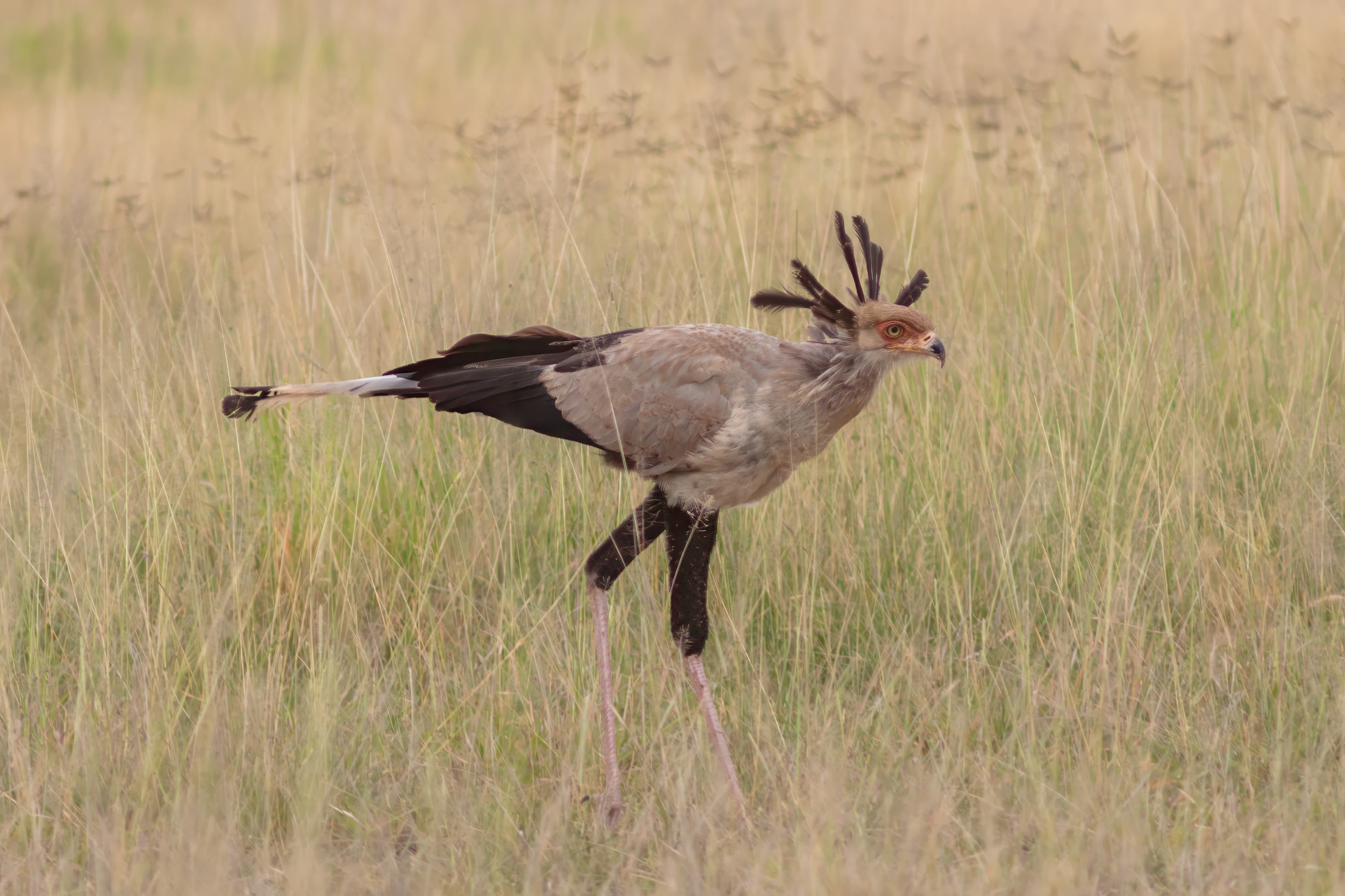 Secretarybird