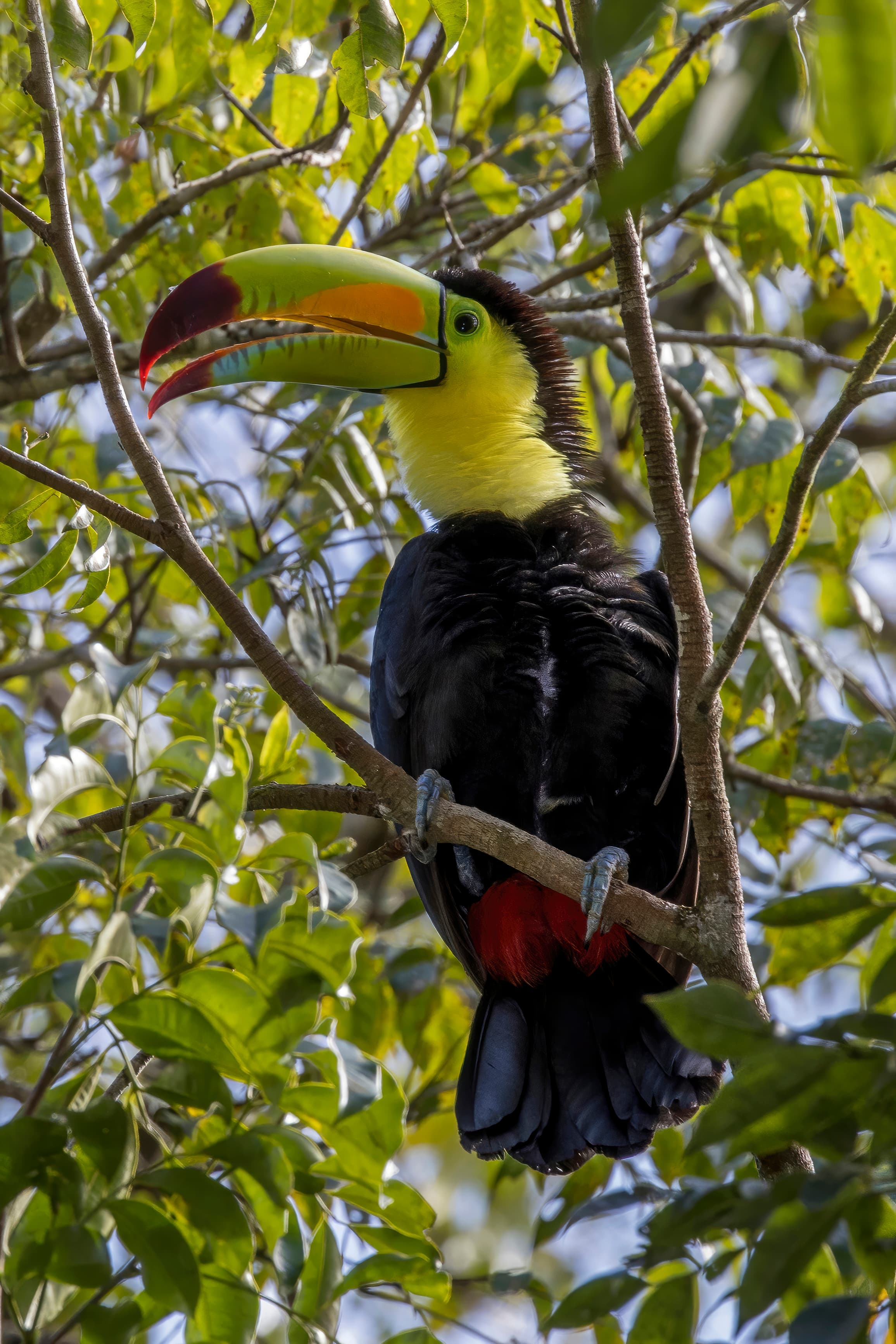 Keel-billed Toucan