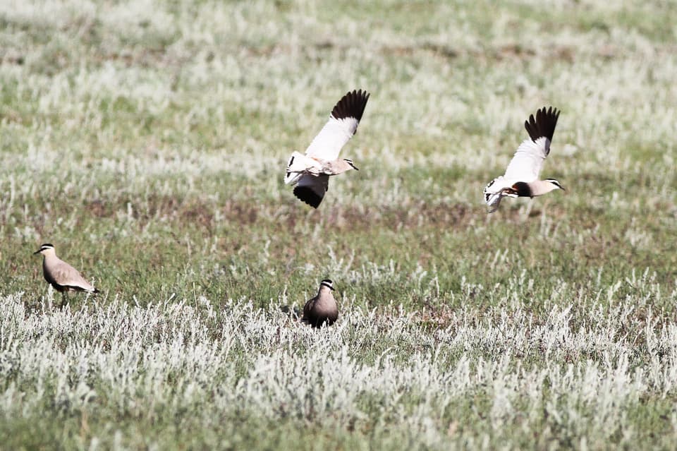 Sociable Lapwing
