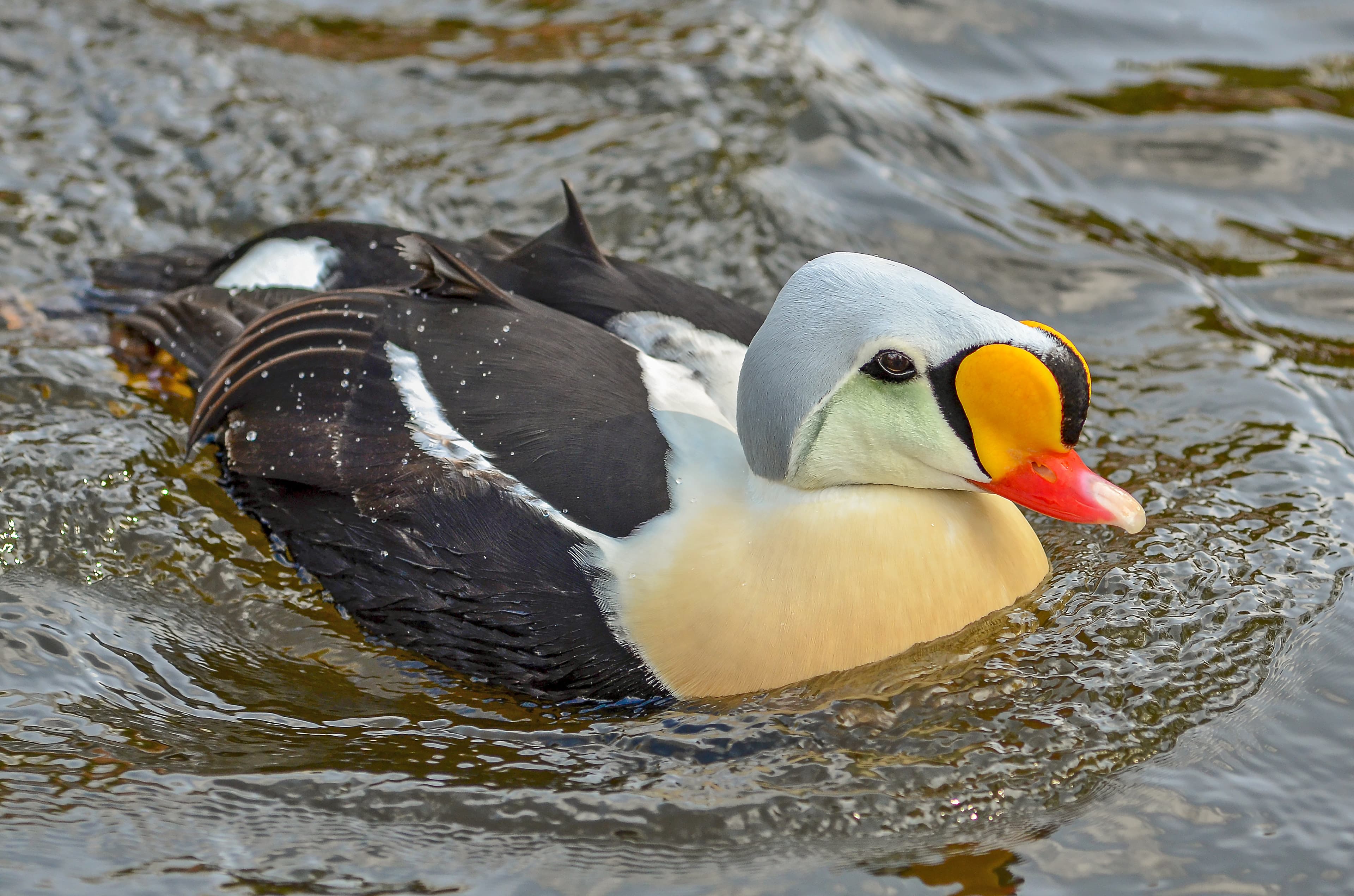 King Eider