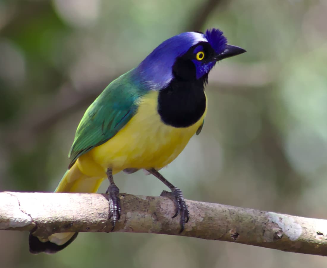 Green Jay