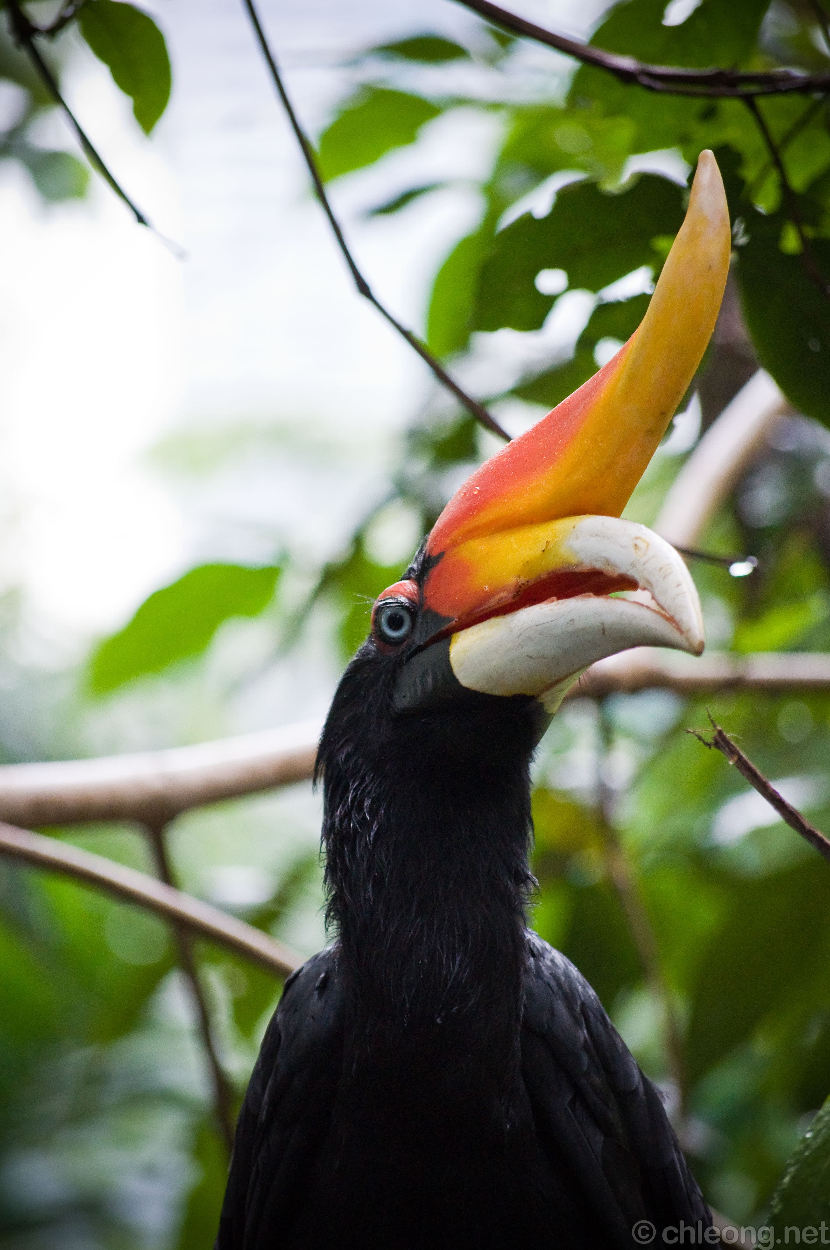 Rhinoceros Hornbill