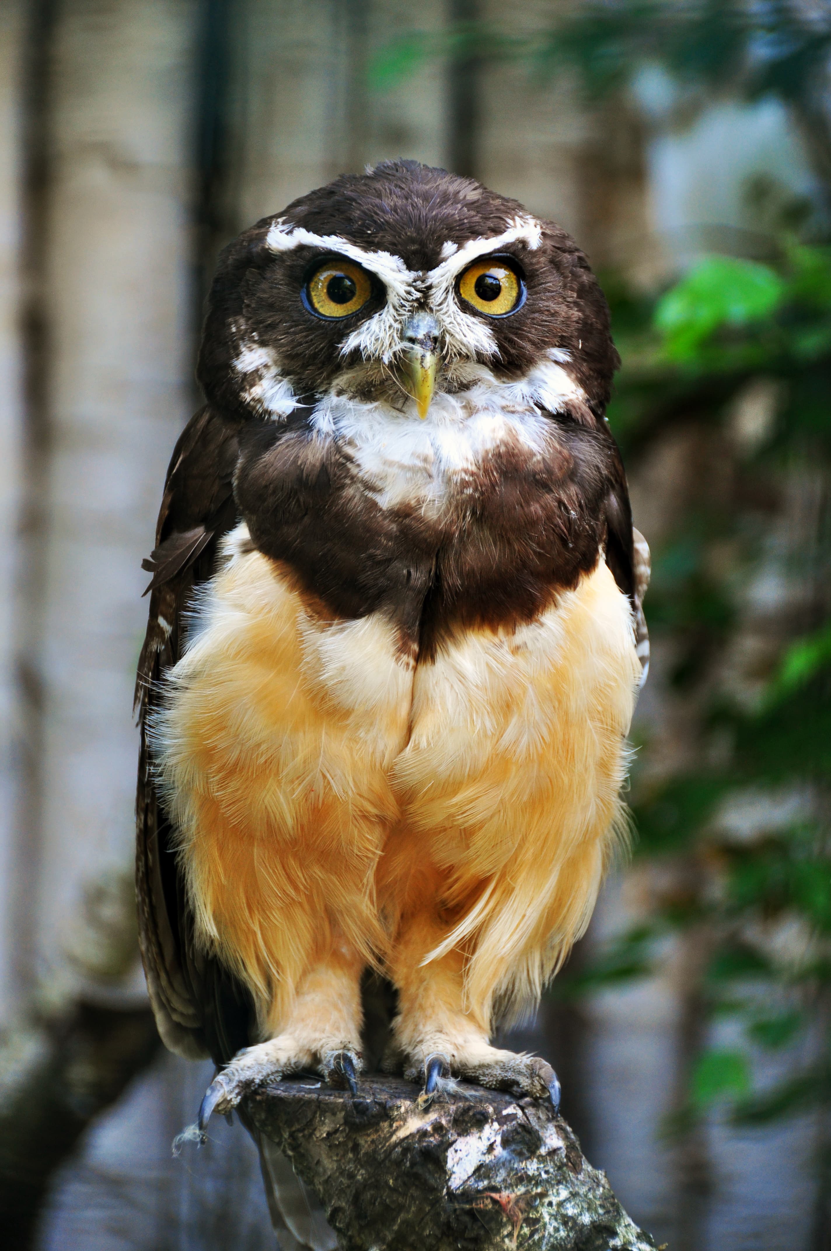 Spectacled Owl