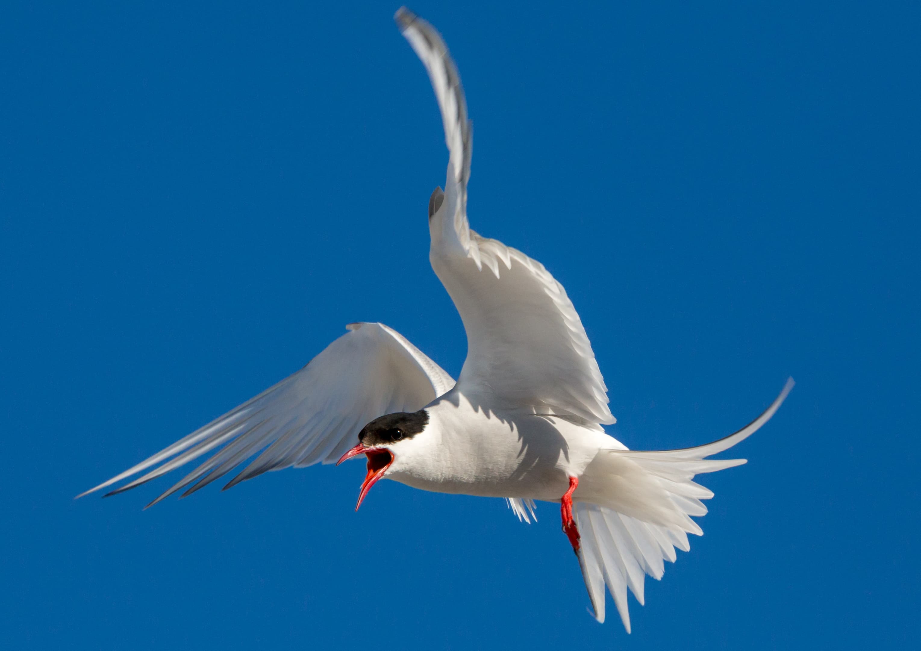 Arctic Tern