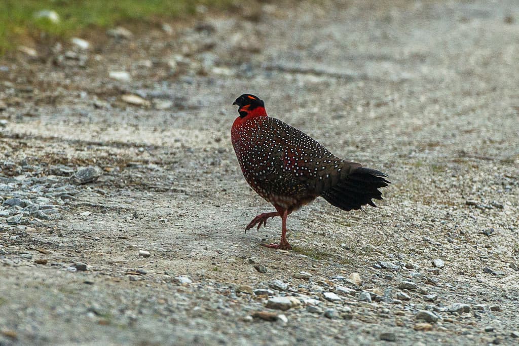 Satyr Tragopan