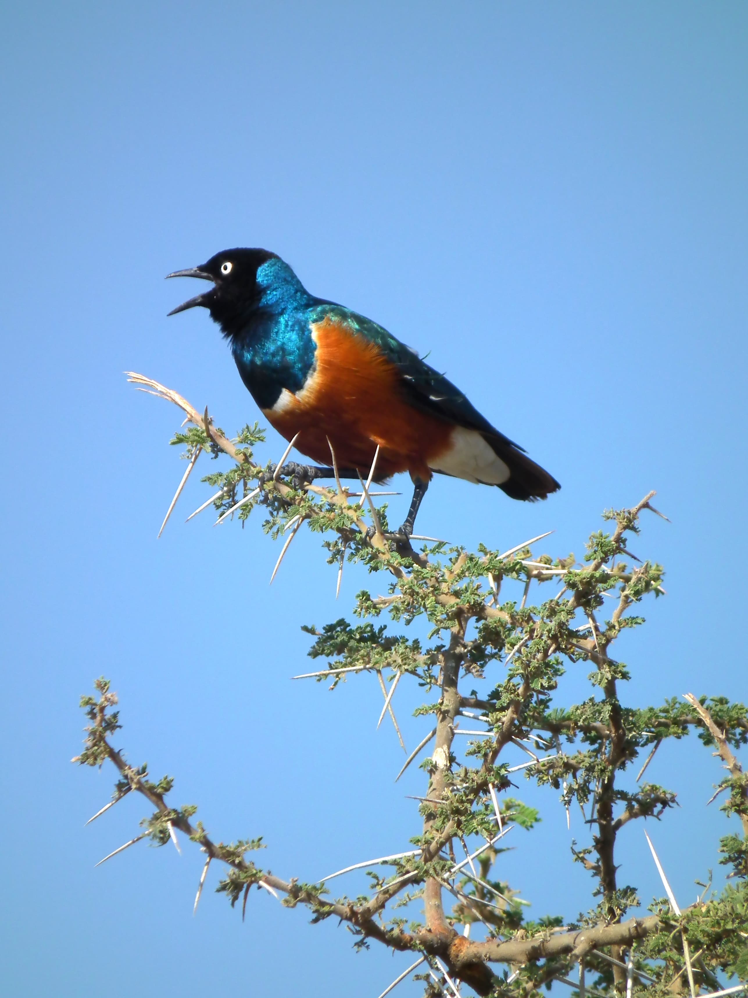 Superb Starling