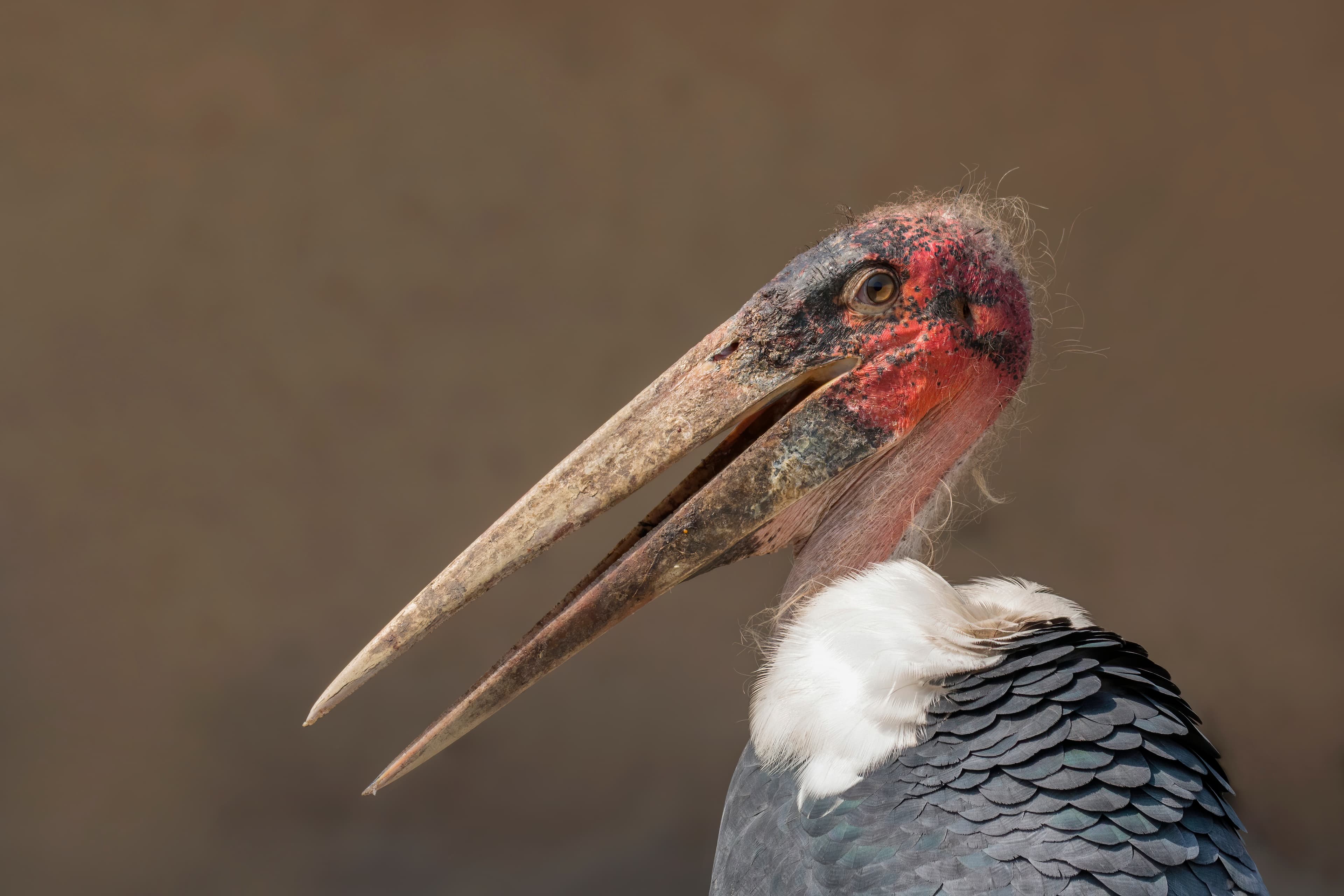 Marabou Stork