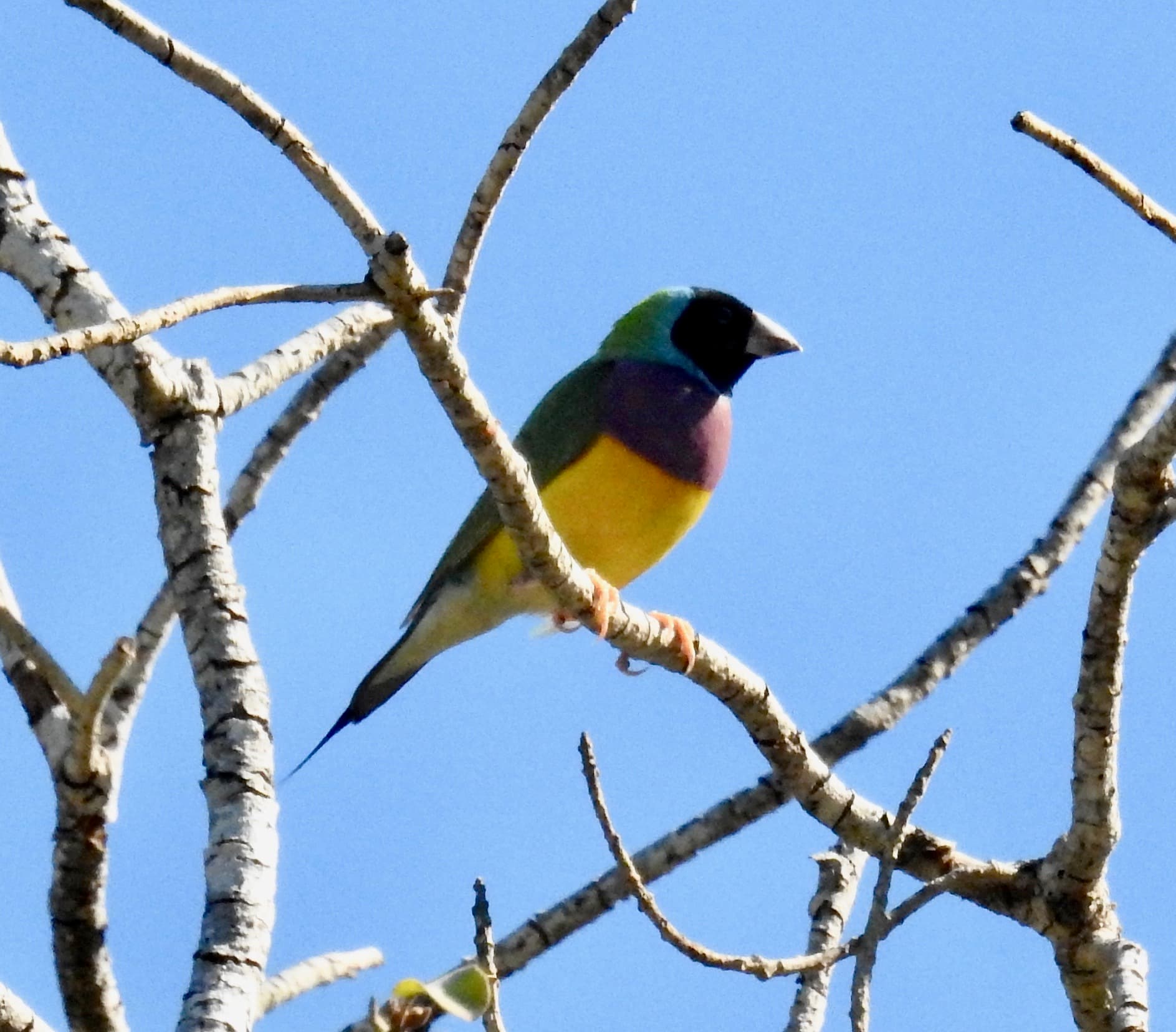 Gouldian Finch