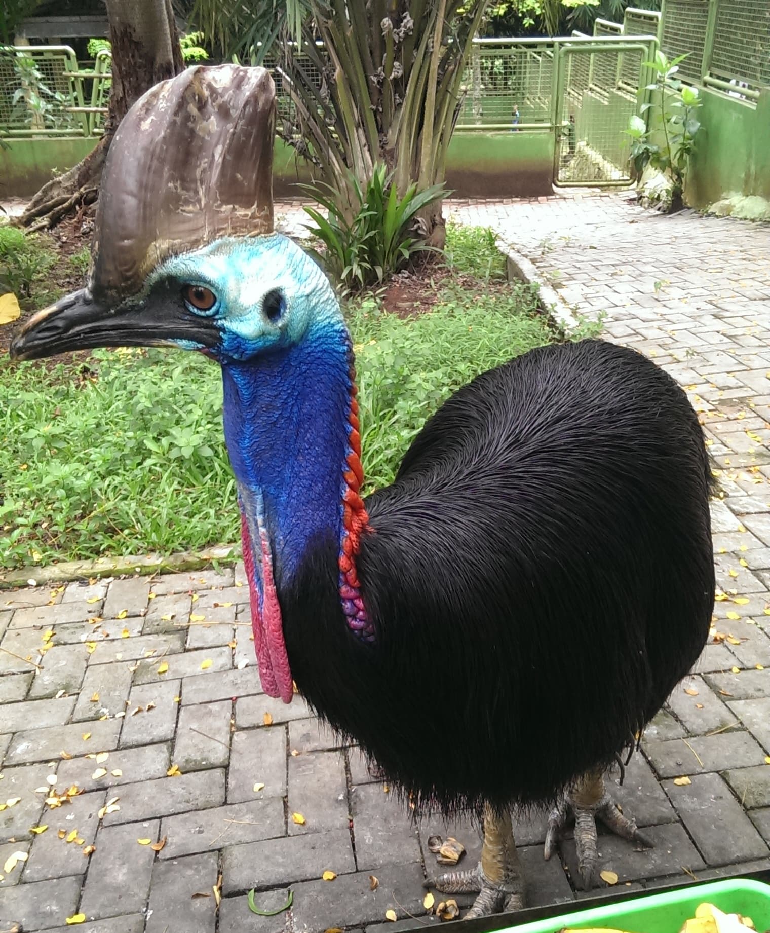 Southern Cassowary