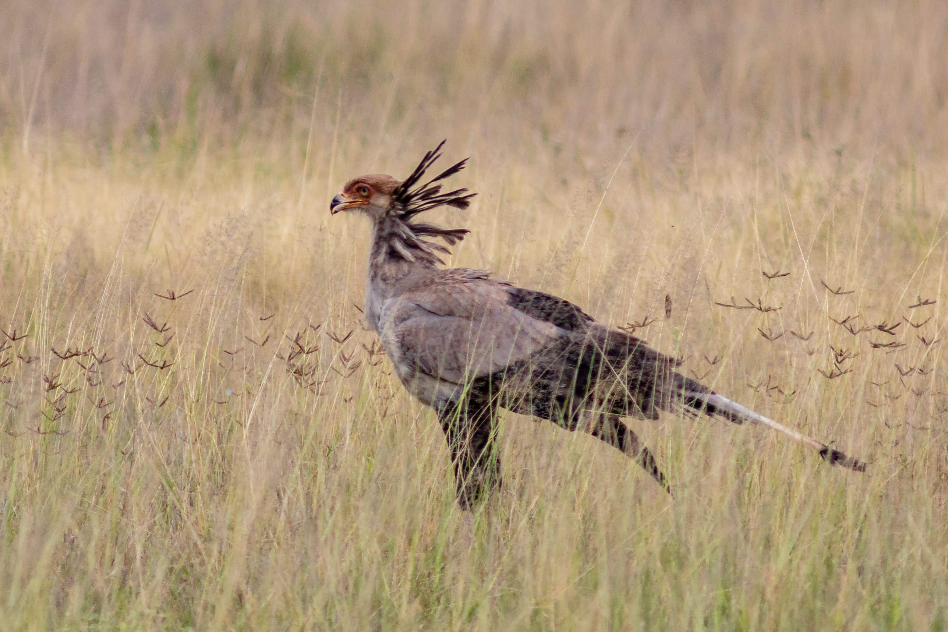 Secretarybird