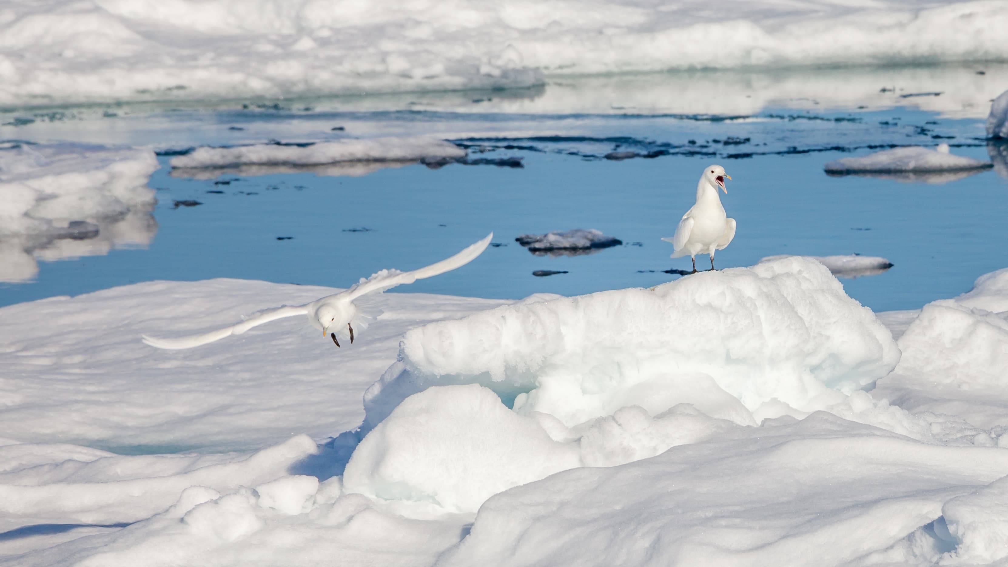 Ivory Gull