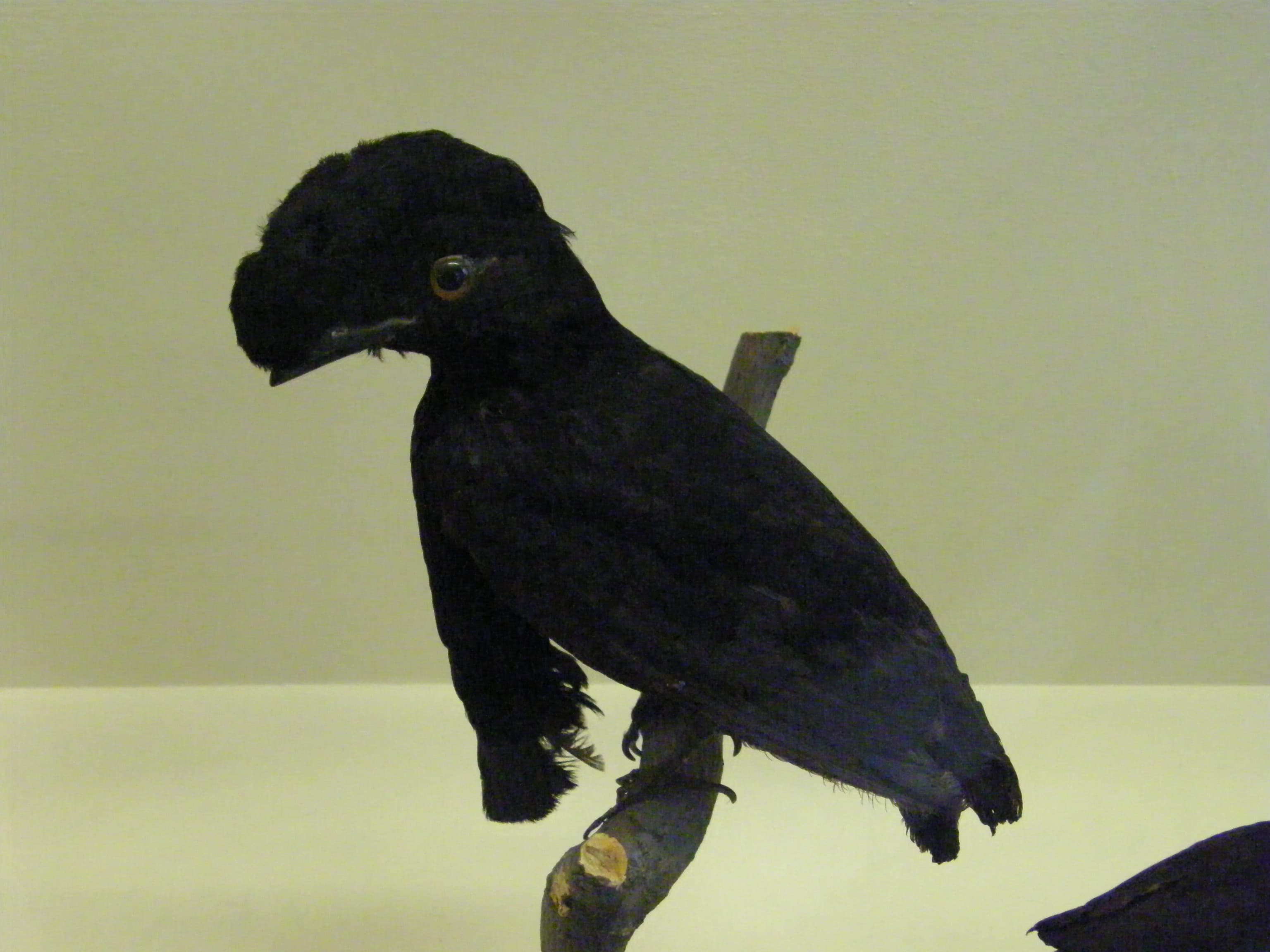 Long-wattled Umbrellabird