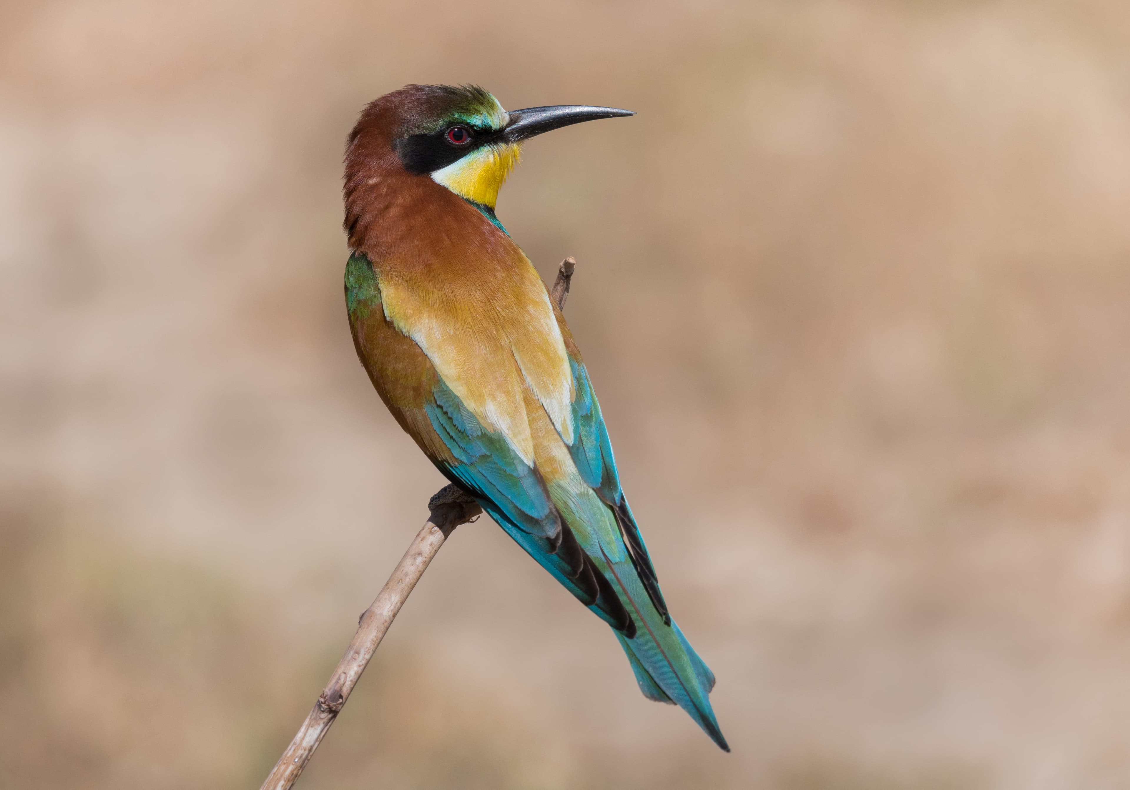 European Bee-eater