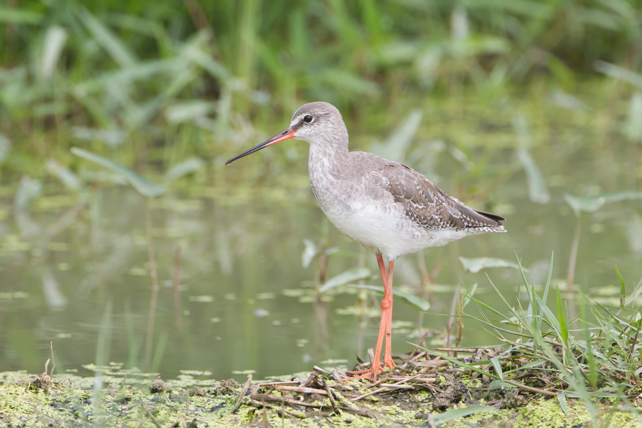 Spotted Redshank