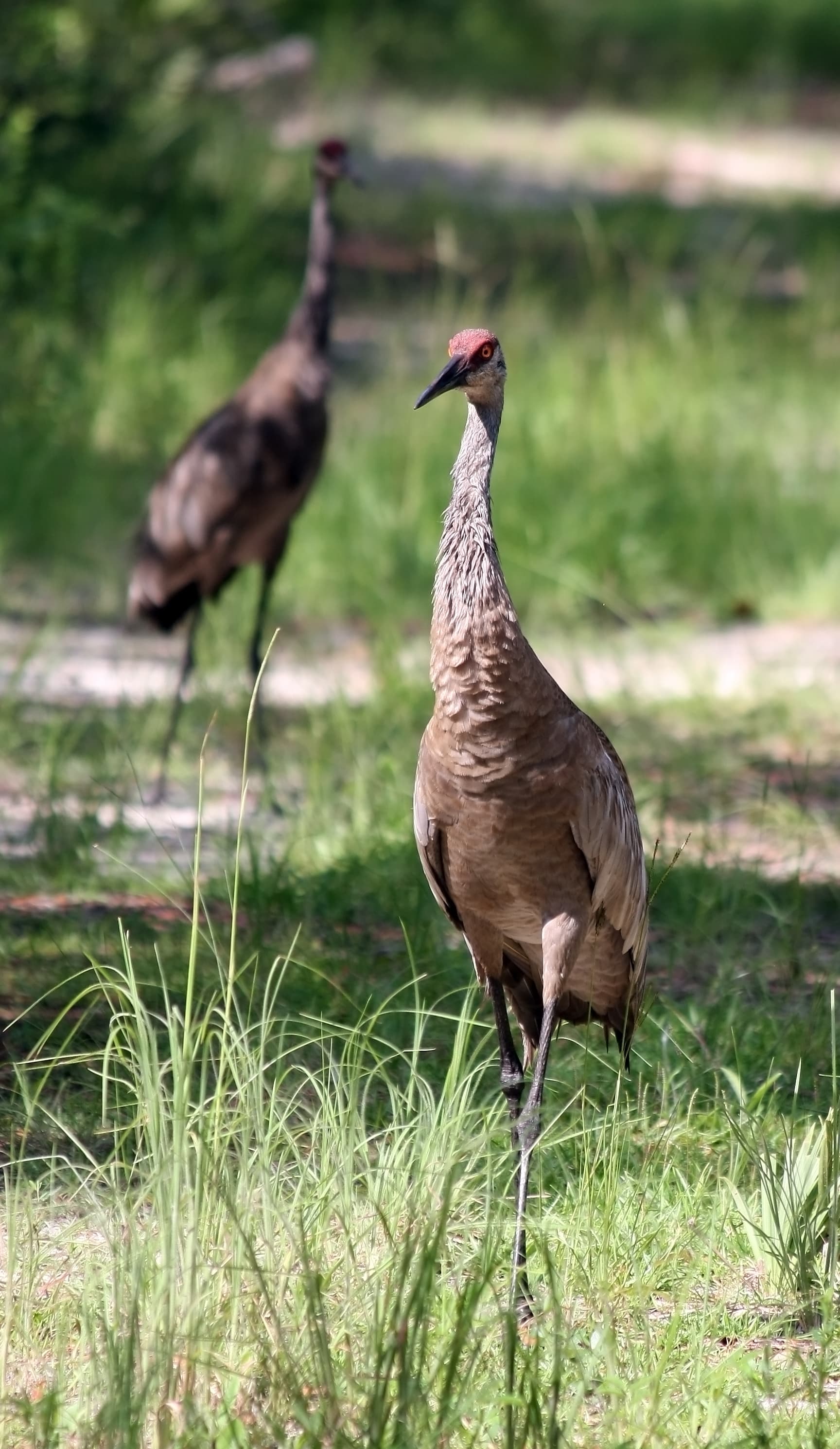 Sandhill Crane