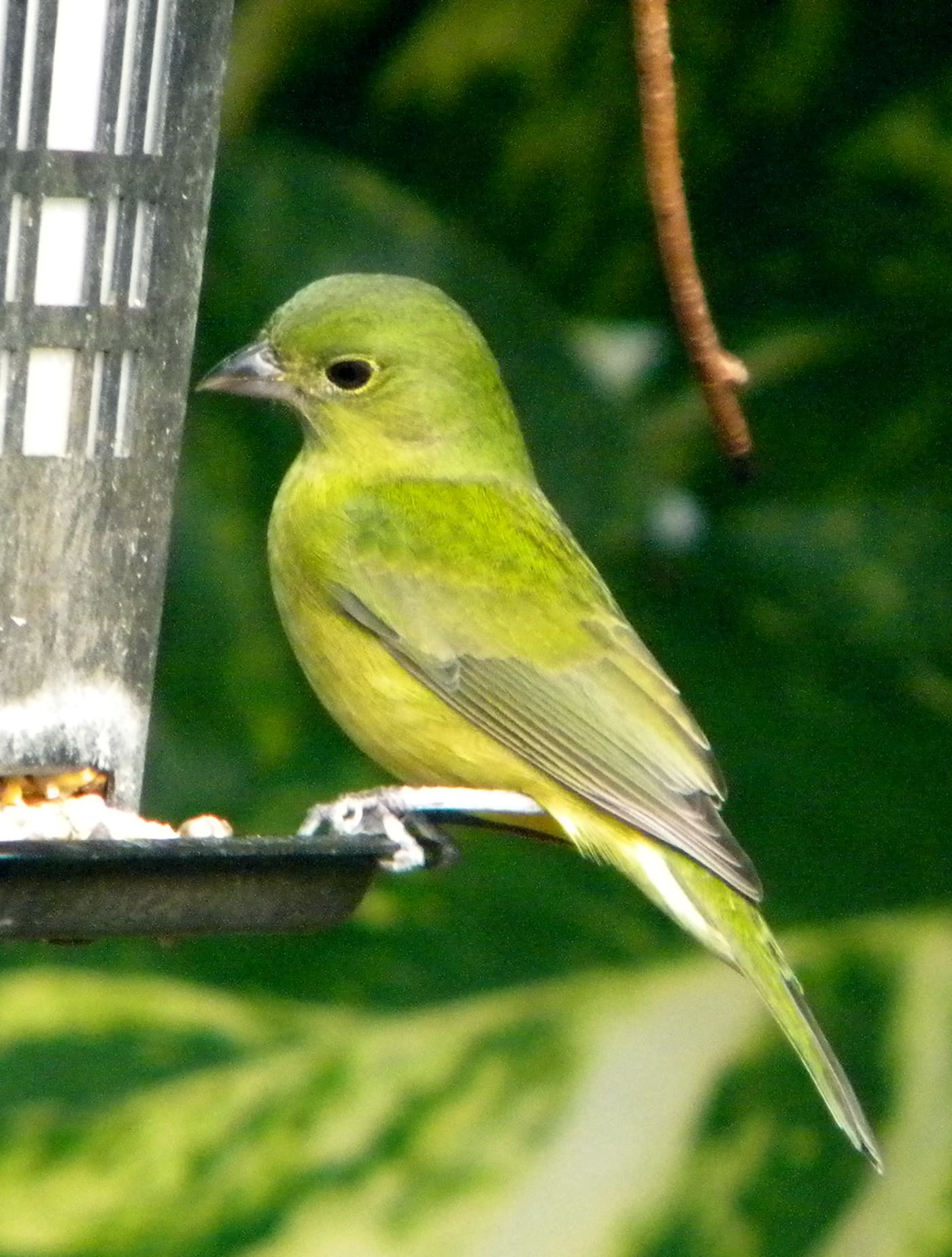 Painted Bunting