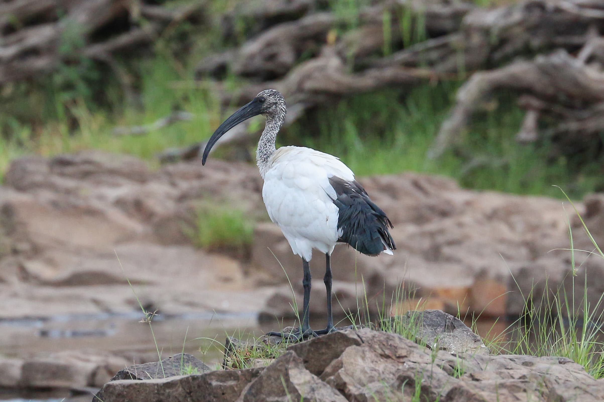African Sacred Ibis