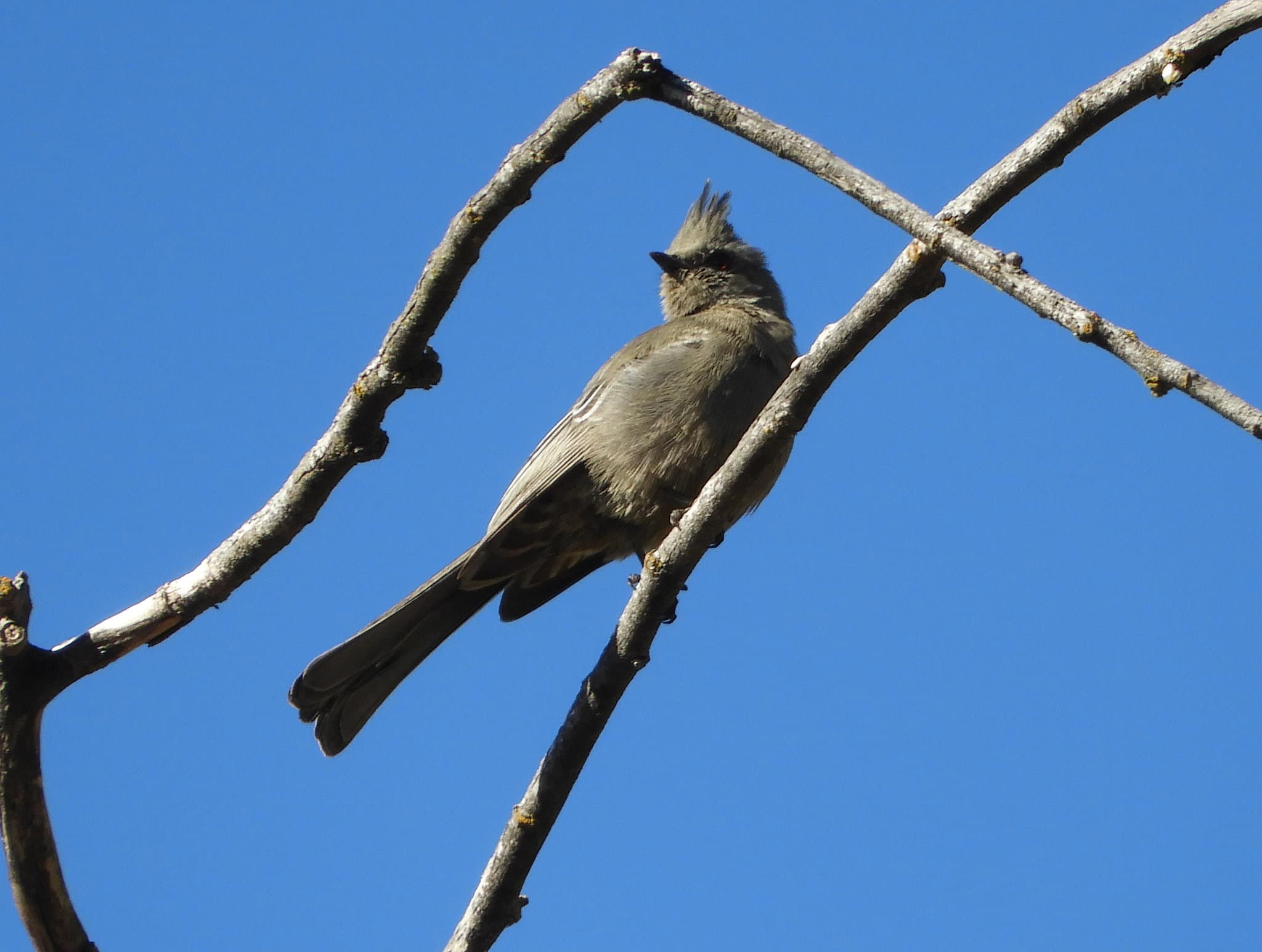 Phainopepla