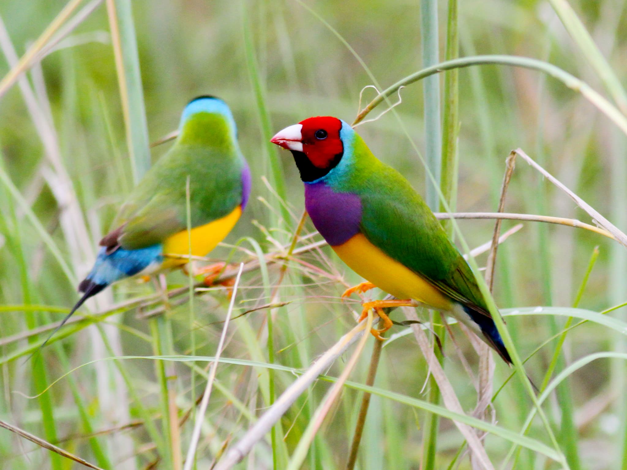 Gouldian Finch
