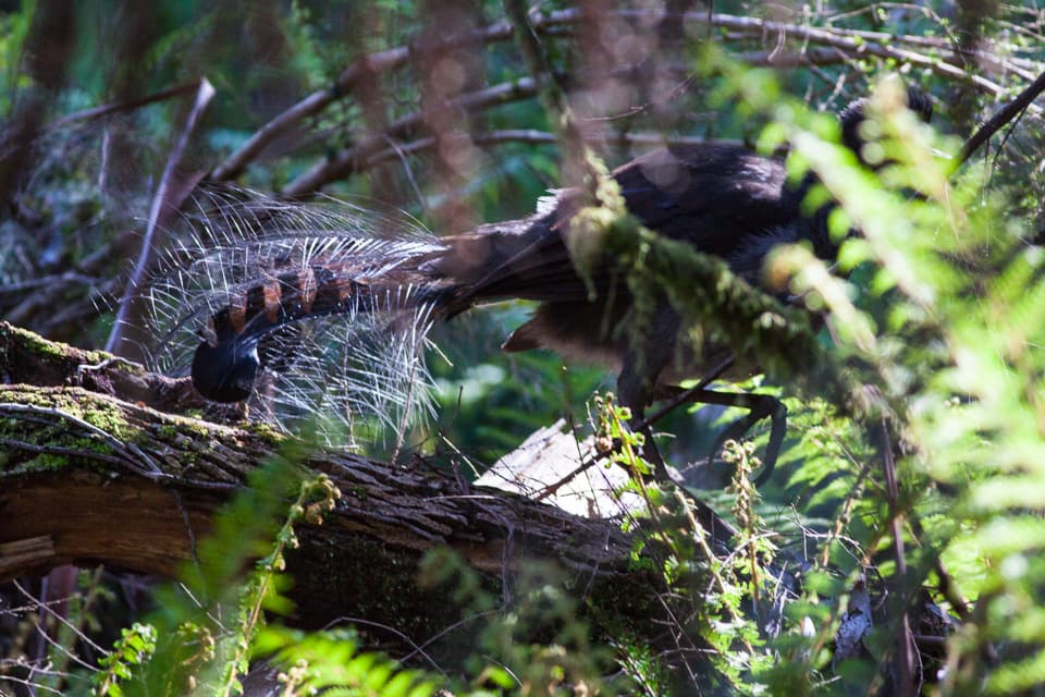 Superb Lyrebird