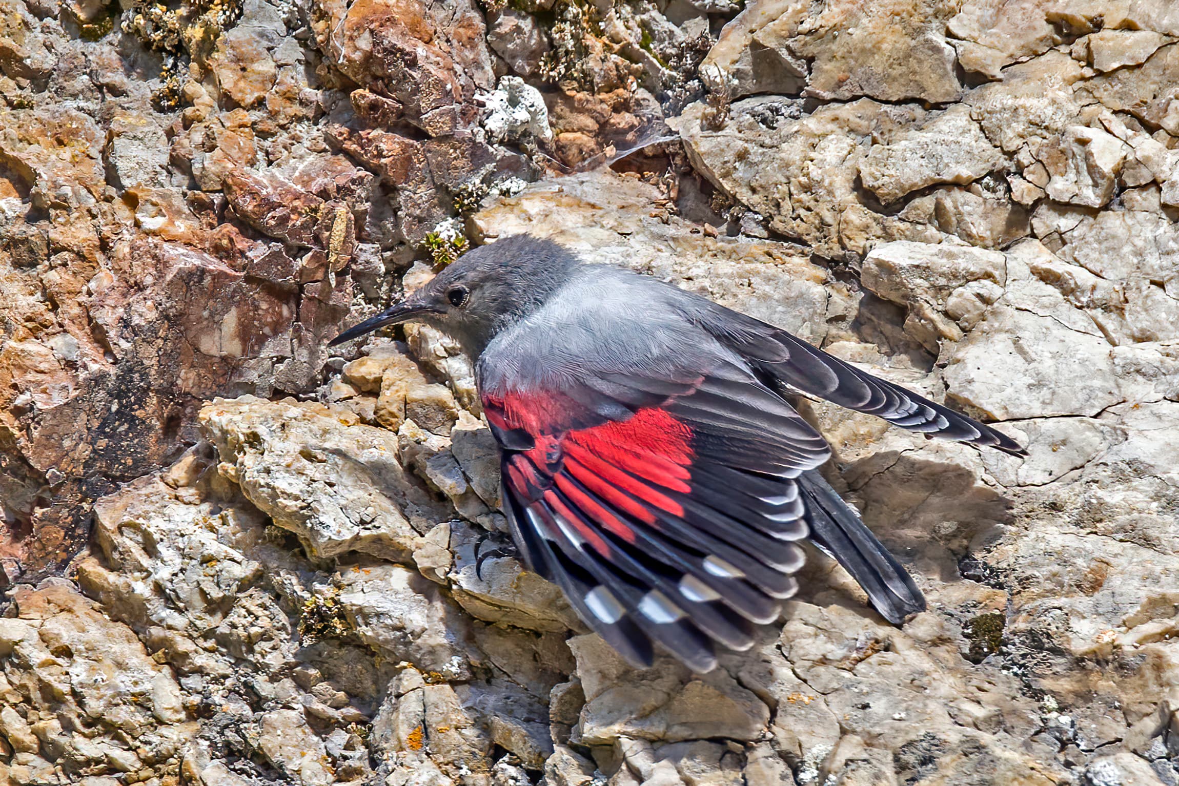 Wallcreeper