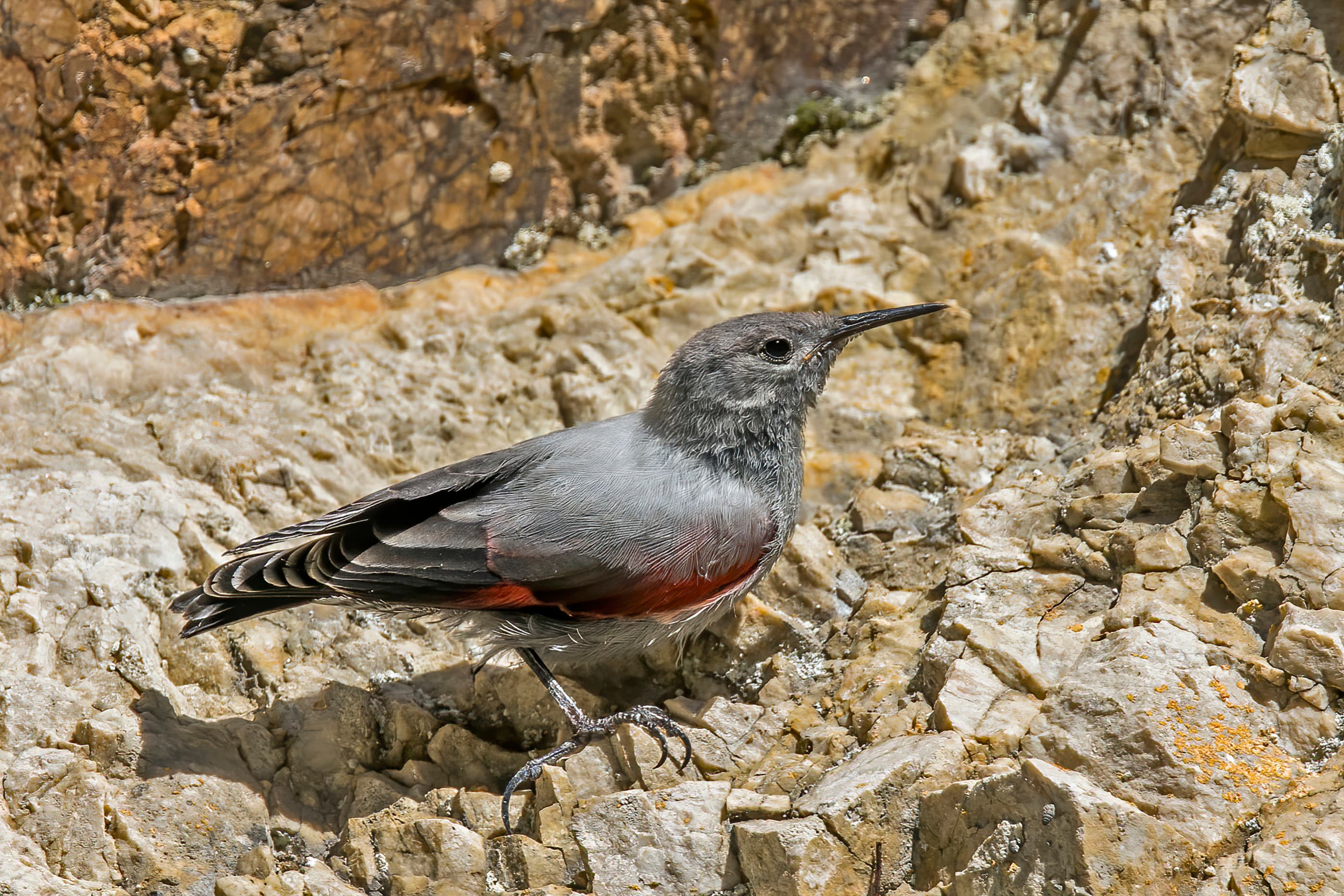 Wallcreeper
