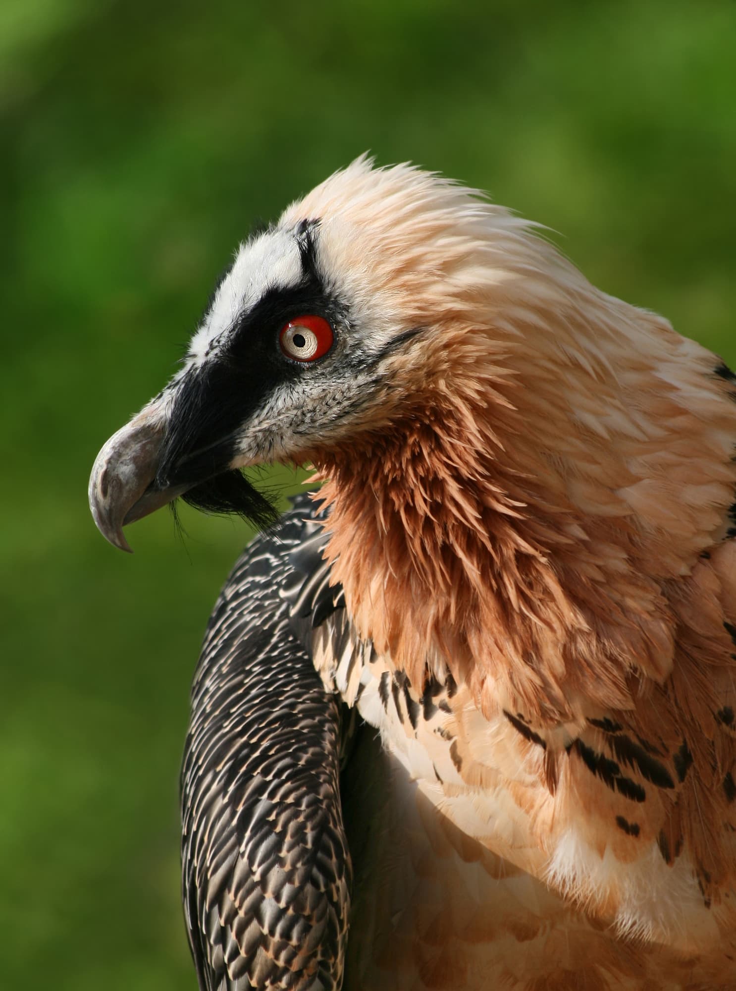 Lammergeier (Bearded Vulture)