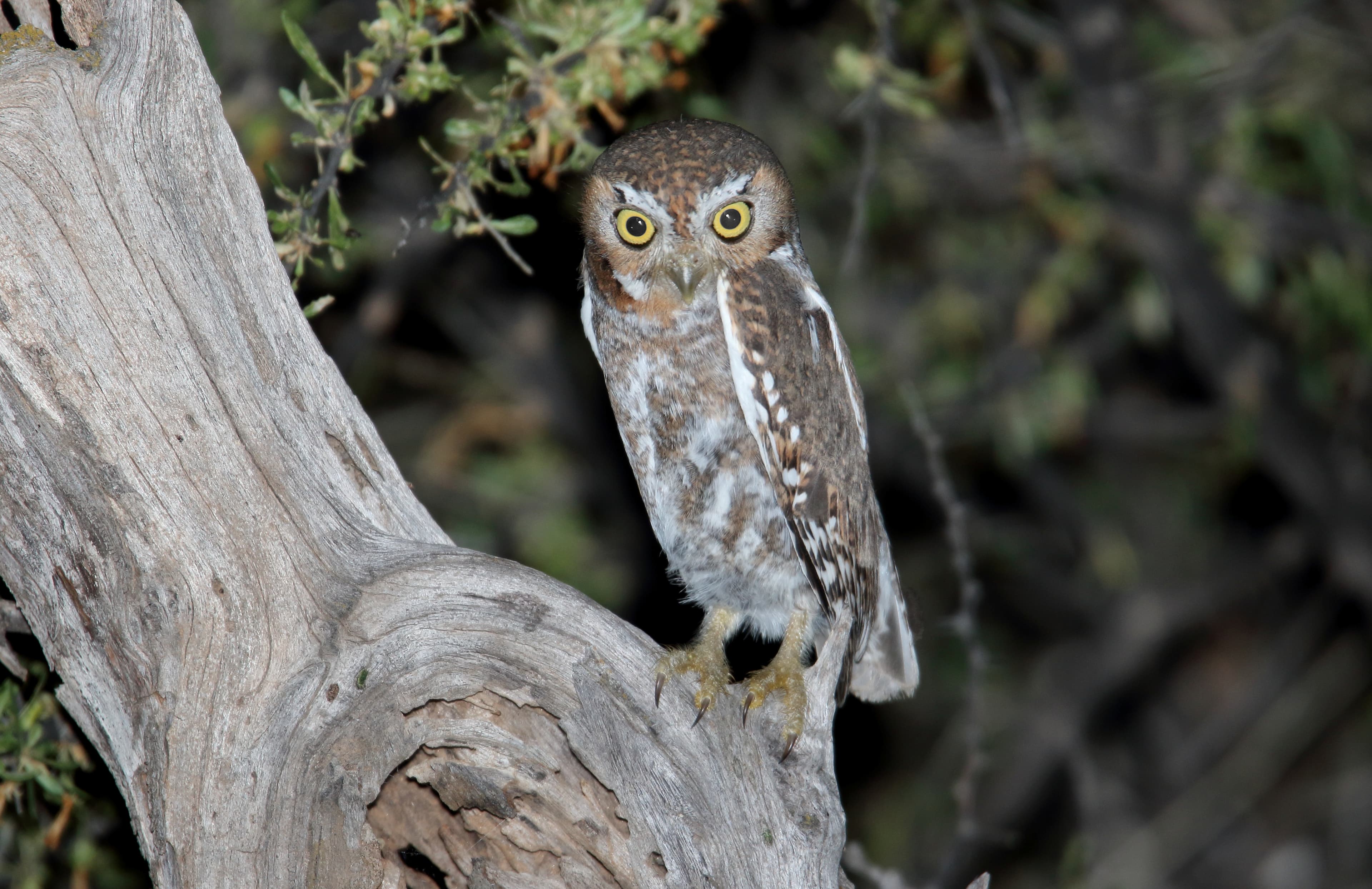 Elf Owl