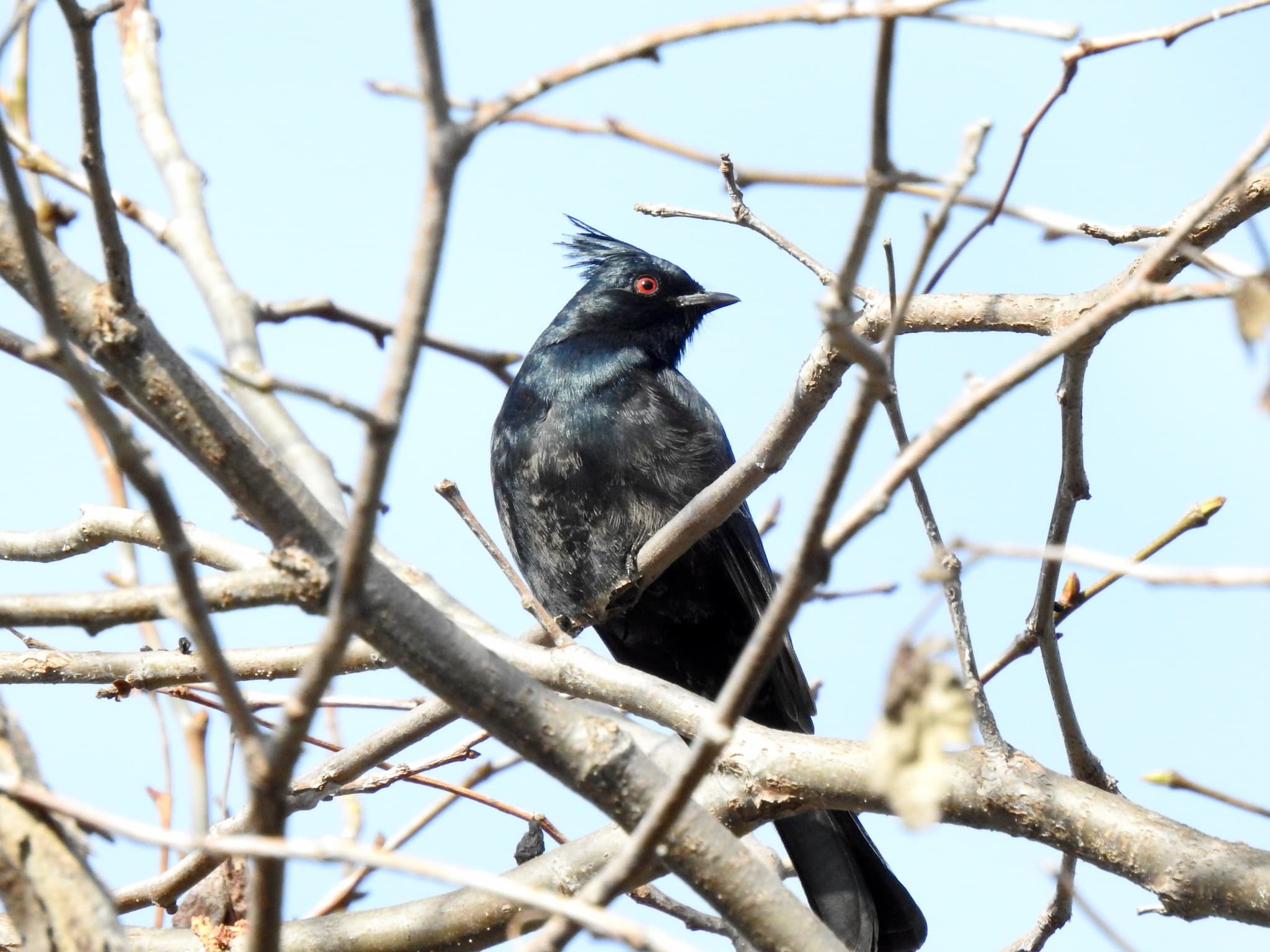 Phainopepla