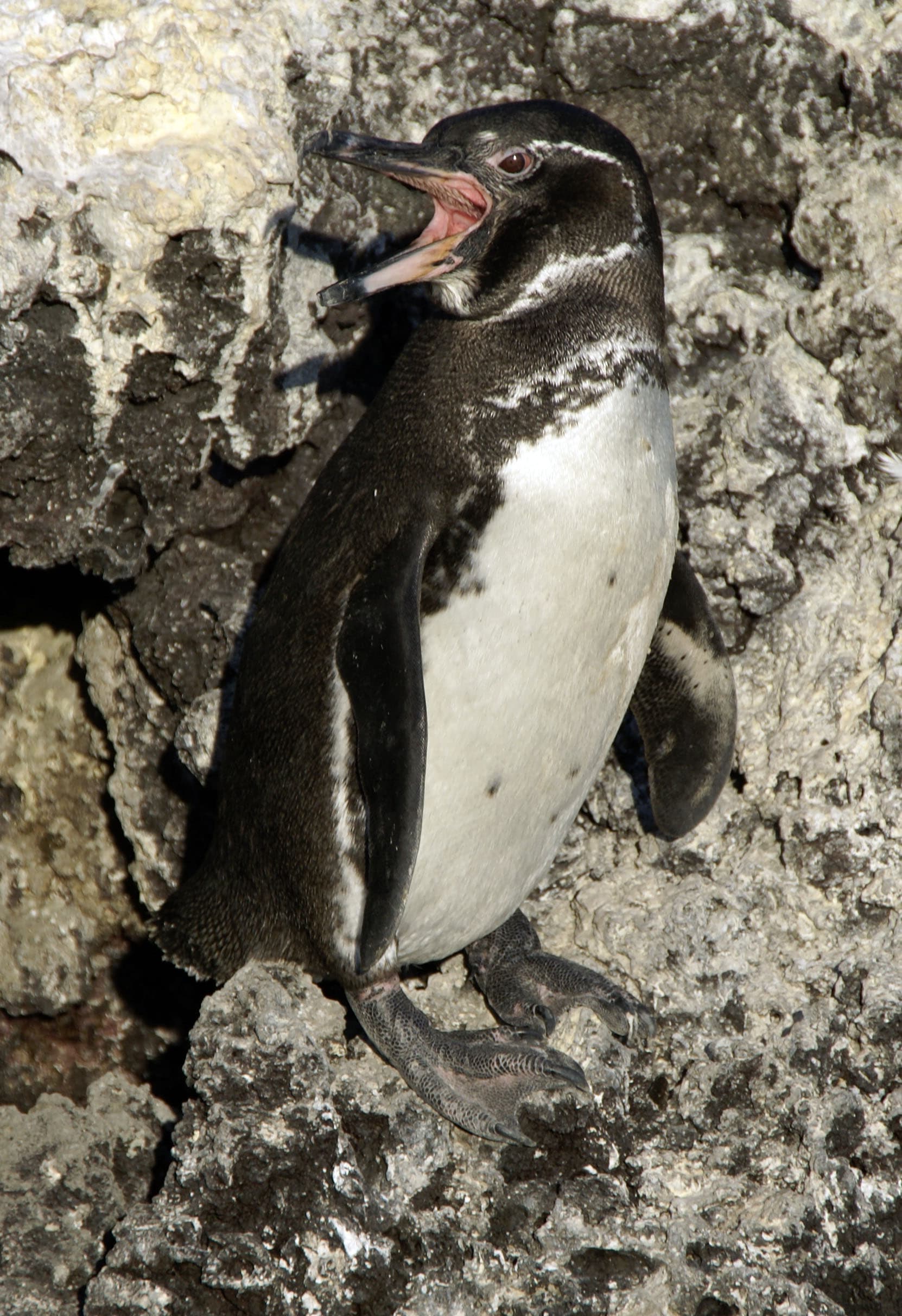 Galapagos Penguin