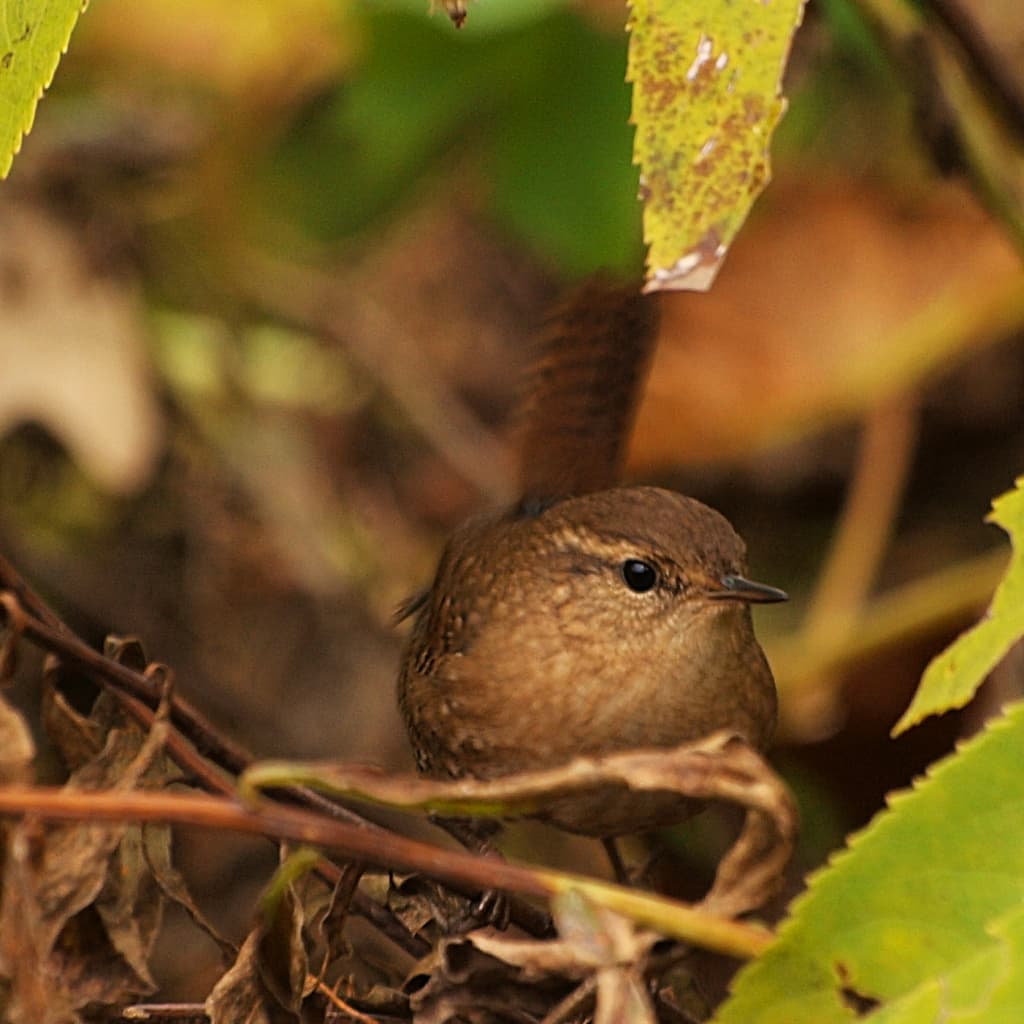 Winter Wren