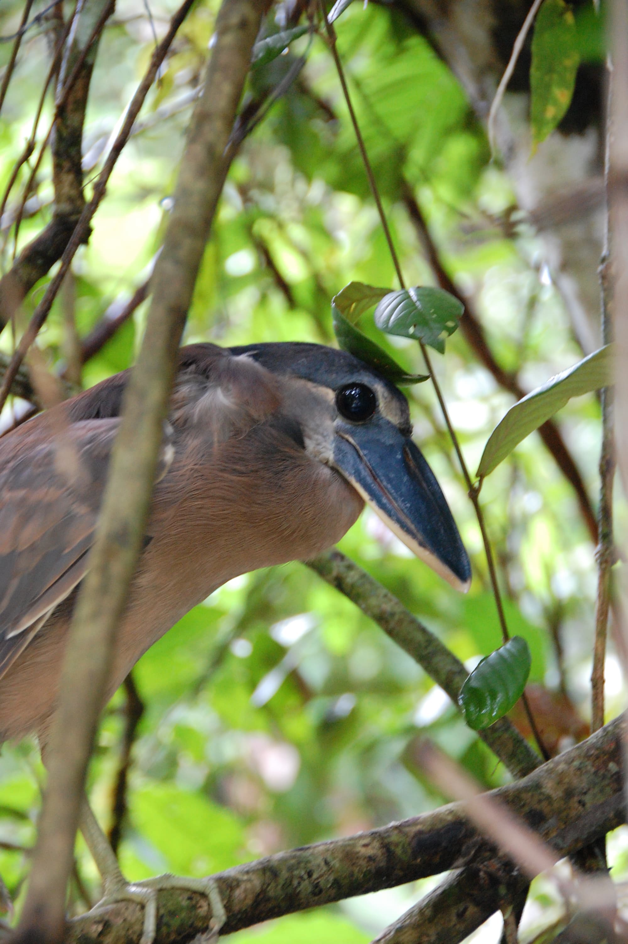 Boat-billed Heron