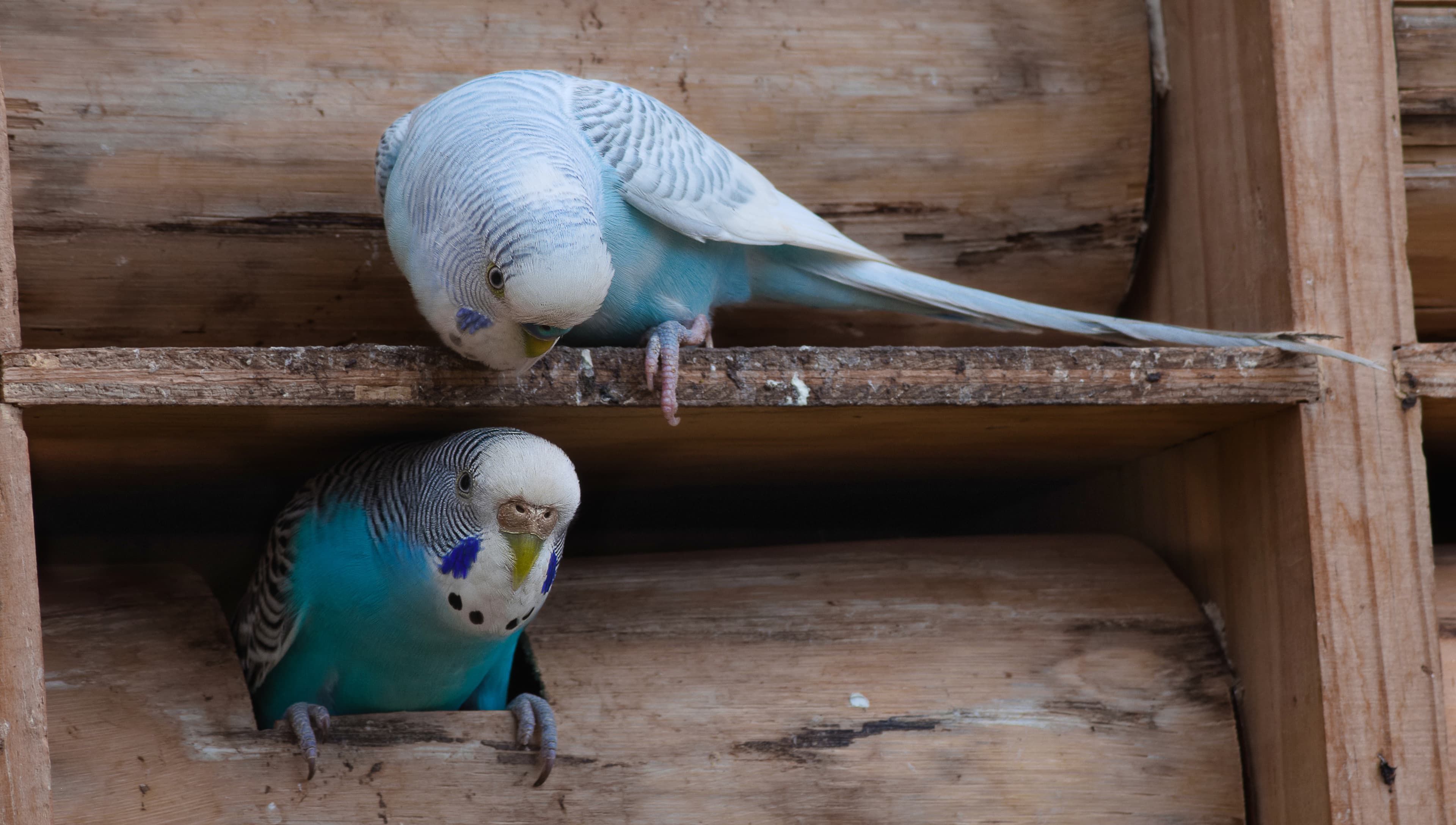 Budgerigar